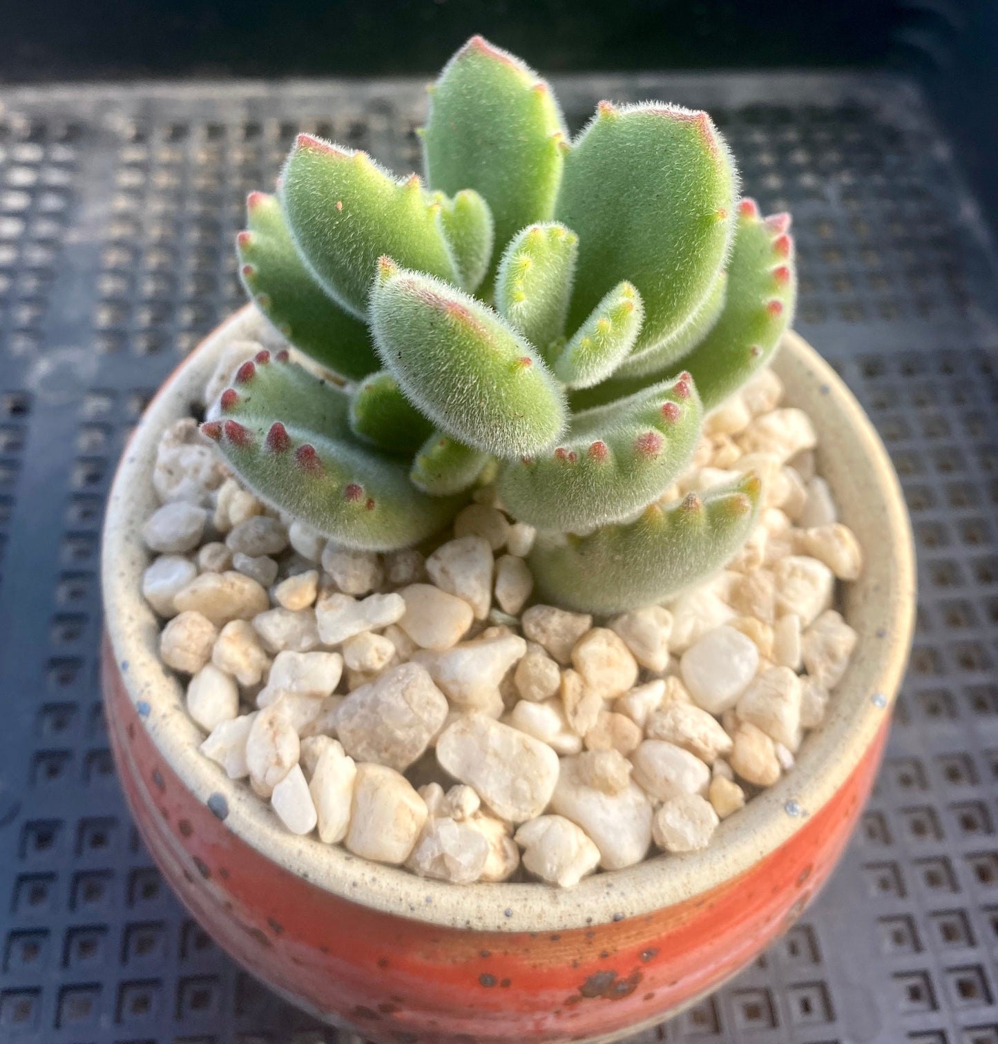 Cotyledon tomentosa (bear paws)