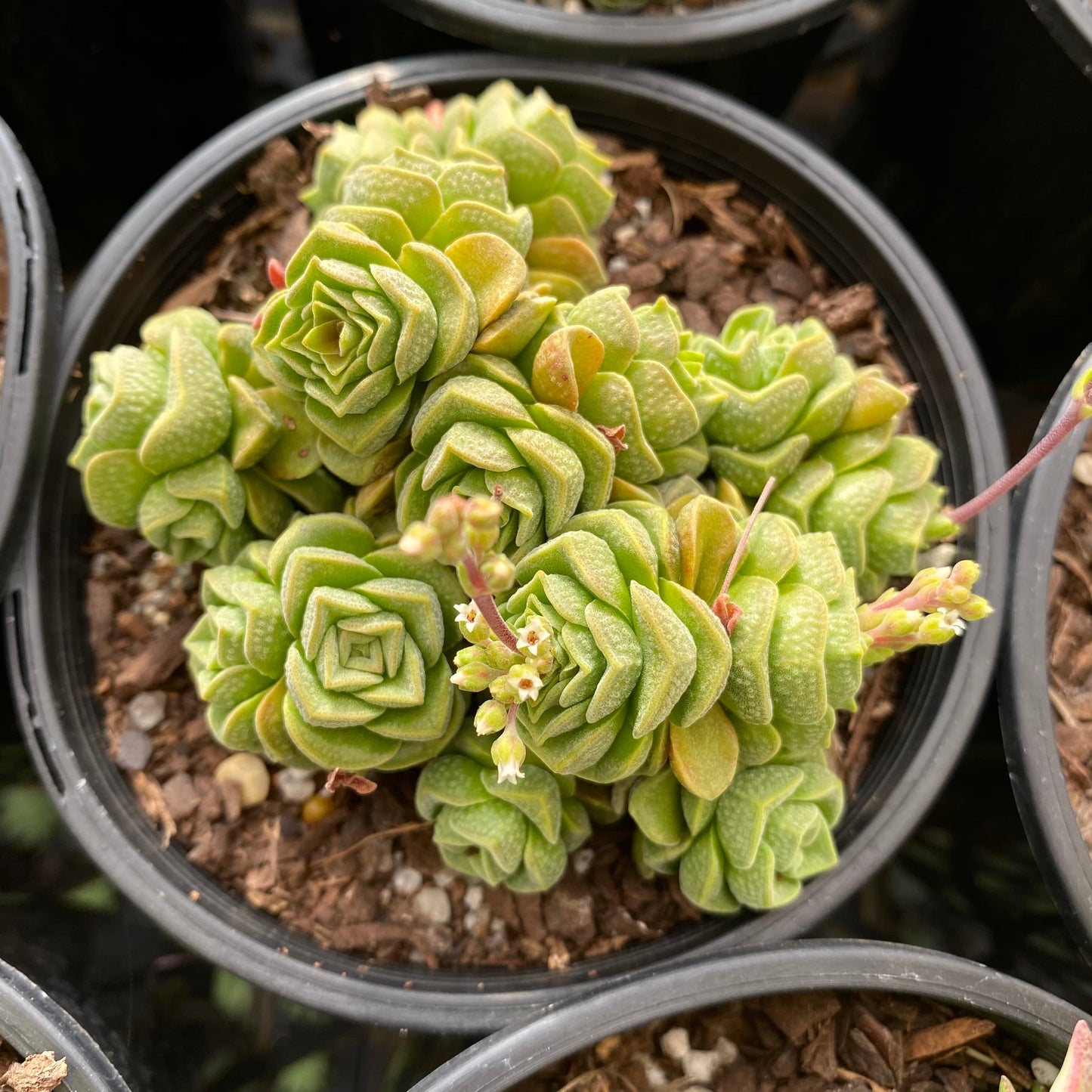 Crassula dorothy