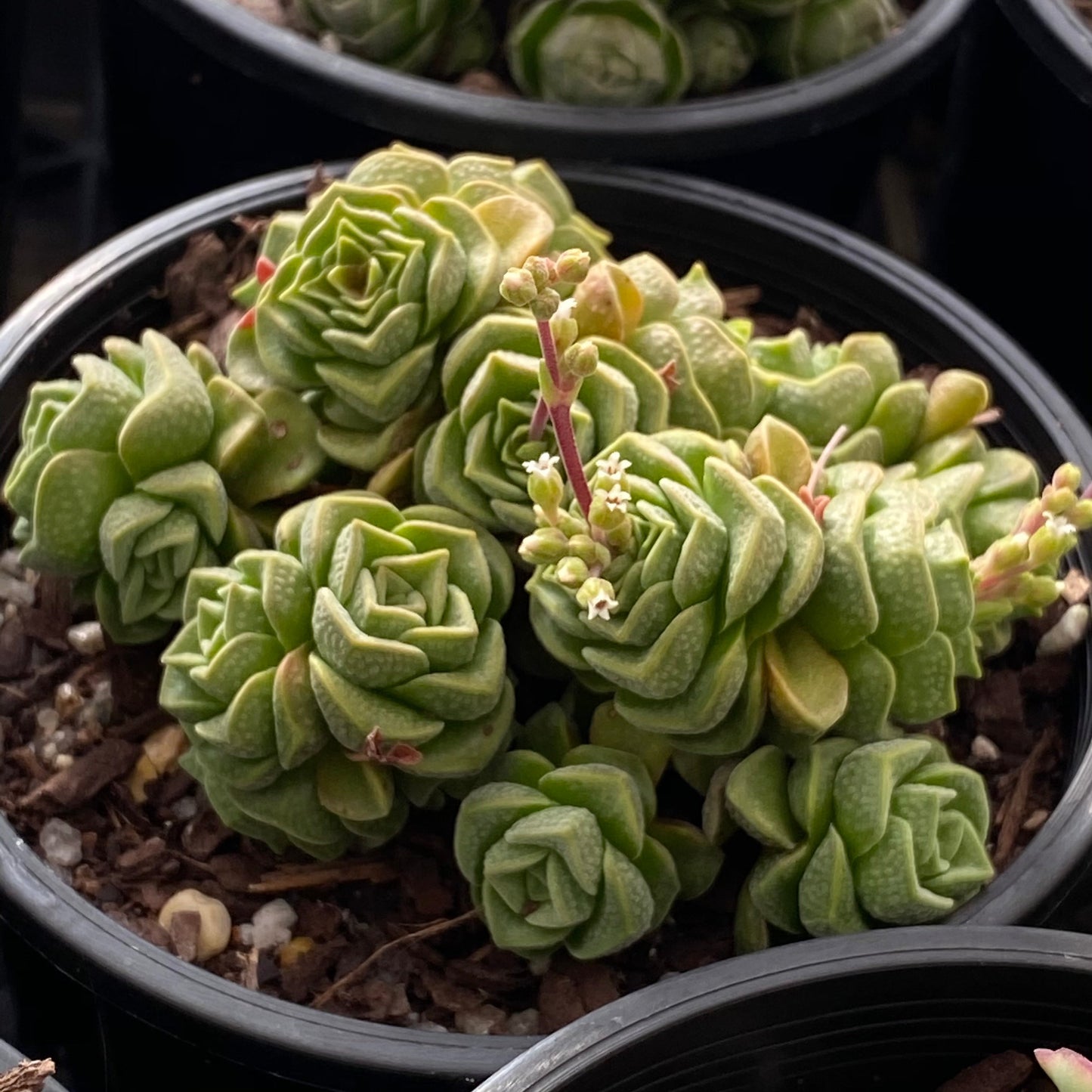 Crassula dorothy