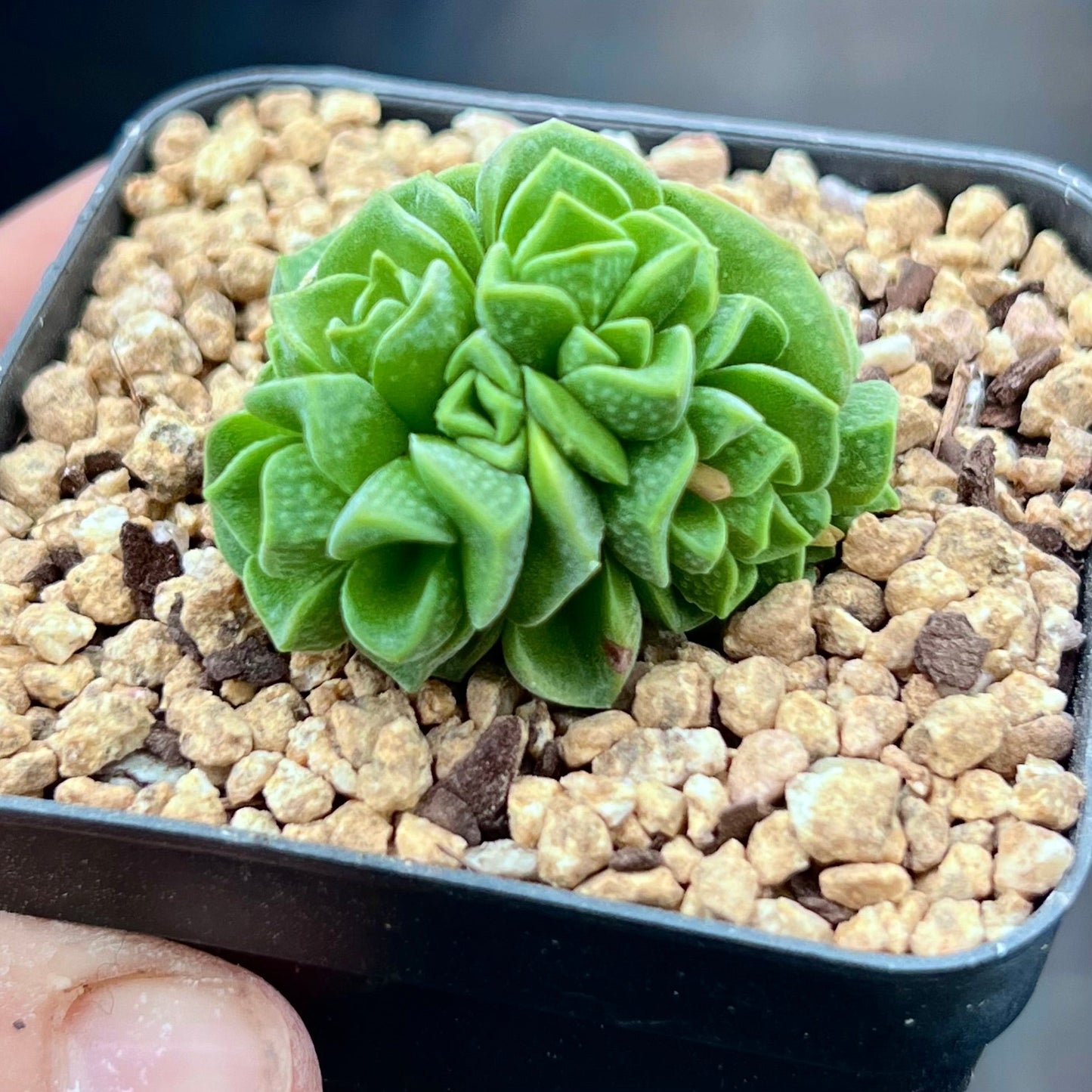 Crassula dorothy