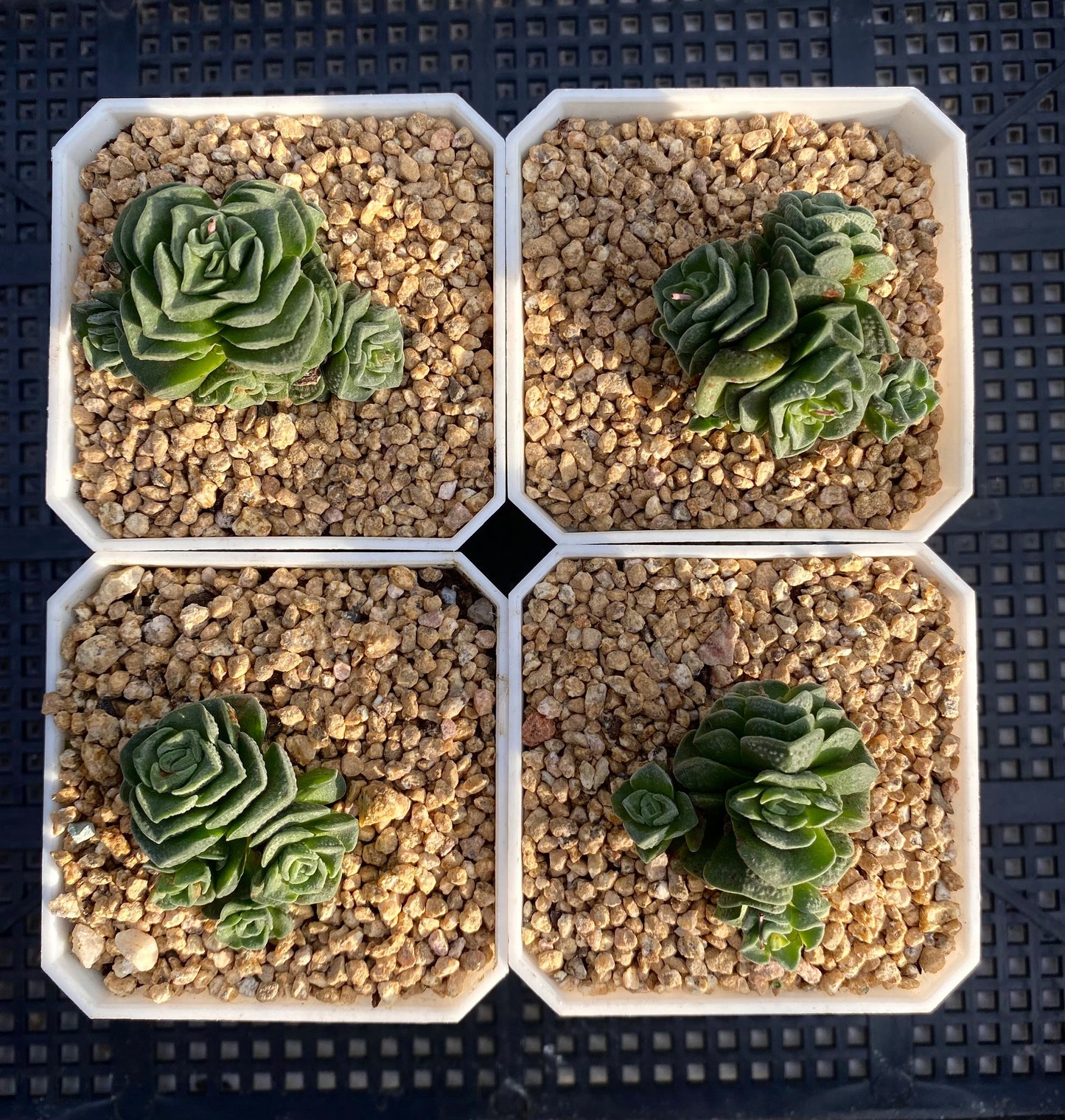 Crassula dorothy