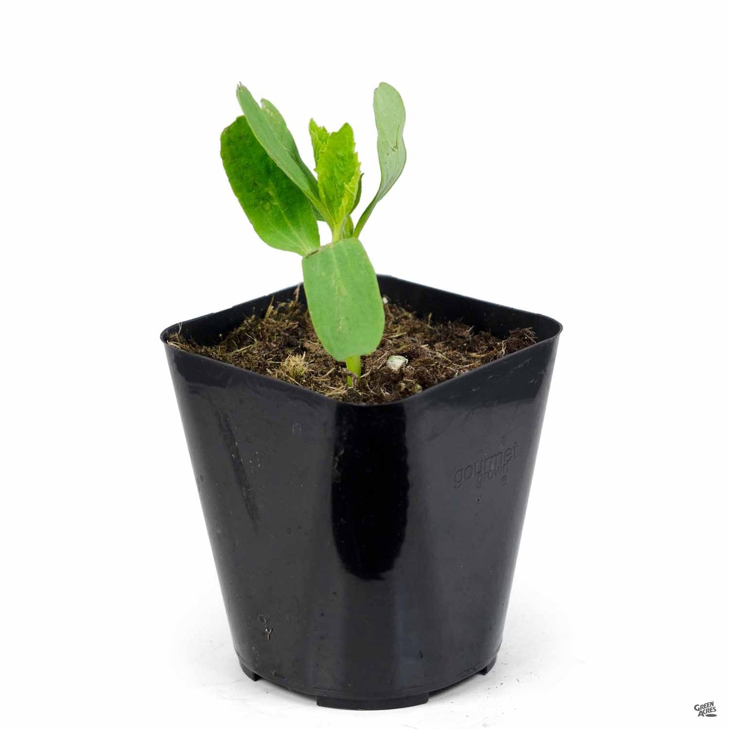 Cucumber 'Armenian'