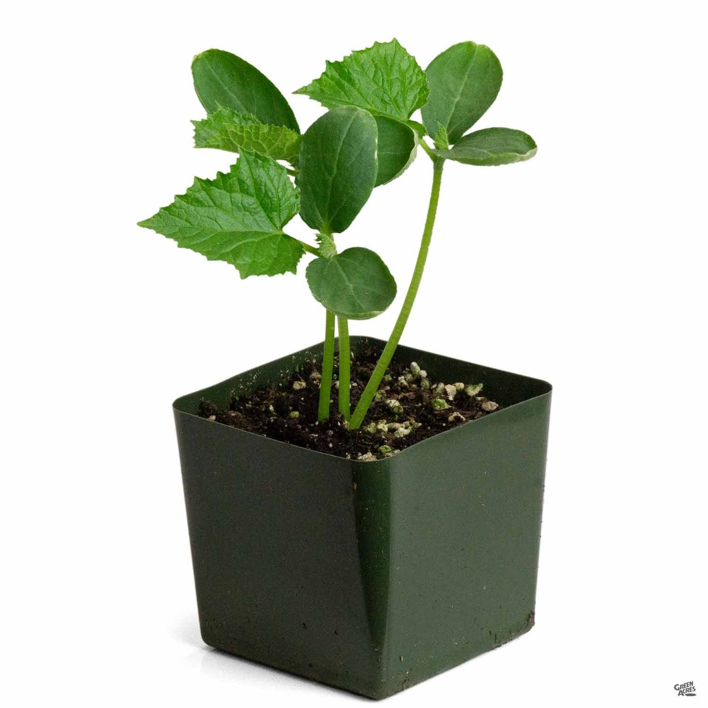Cucumber 'Burpless'