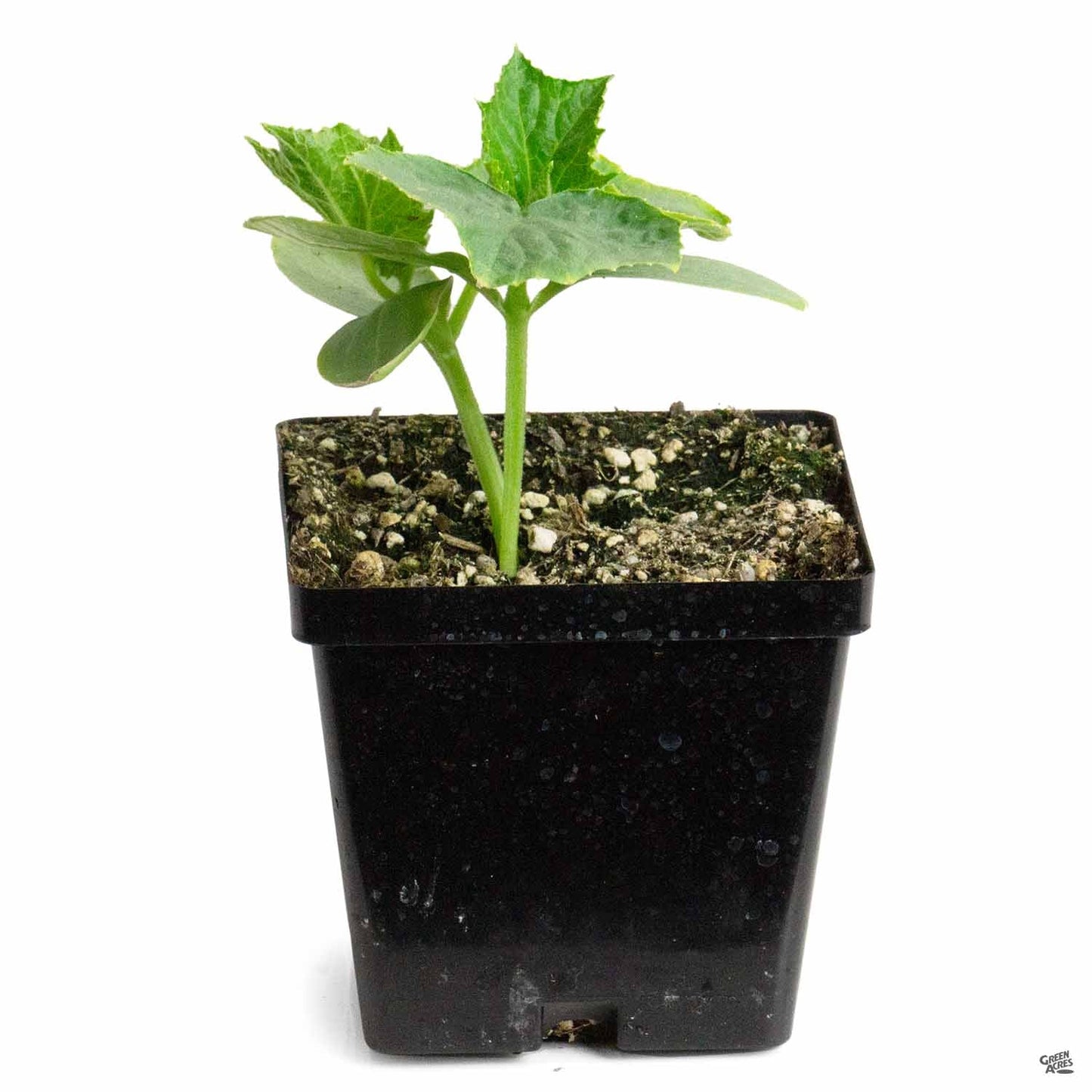 Cucumber 'Lemon'