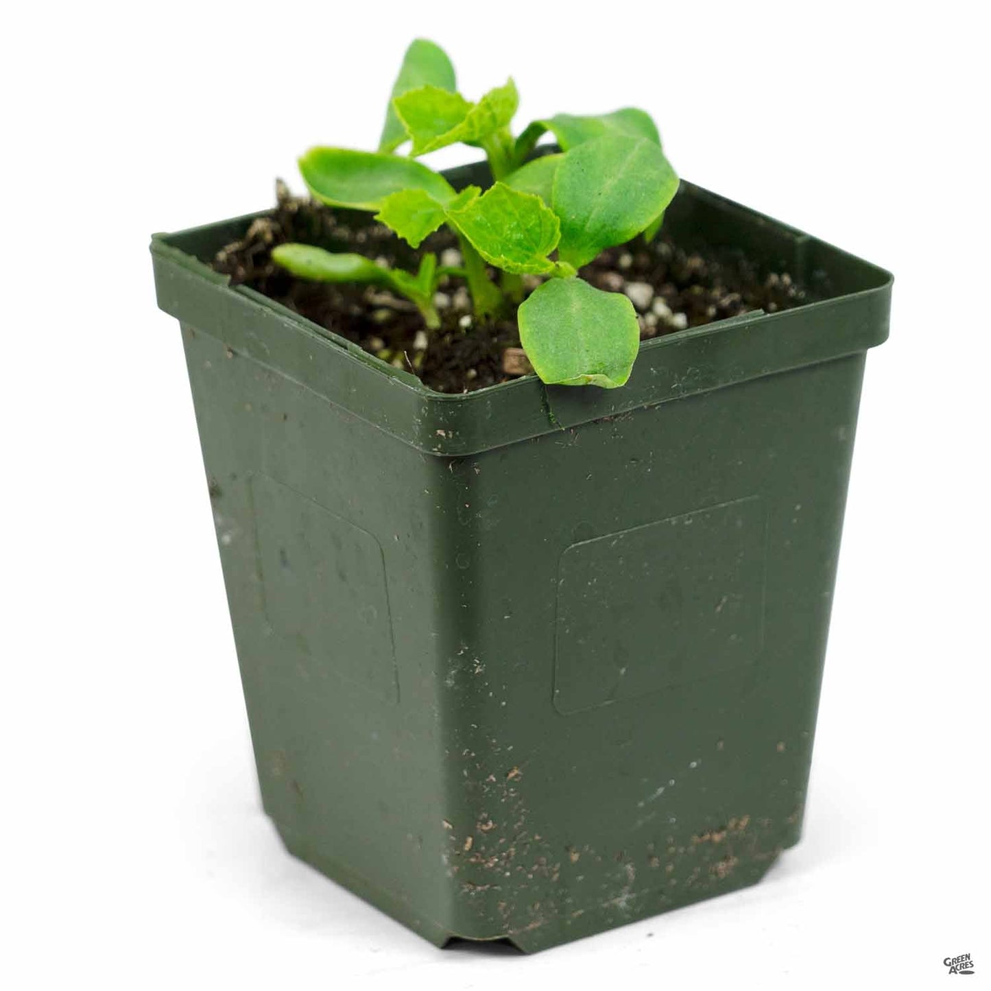 Cucumber 'Persian'
