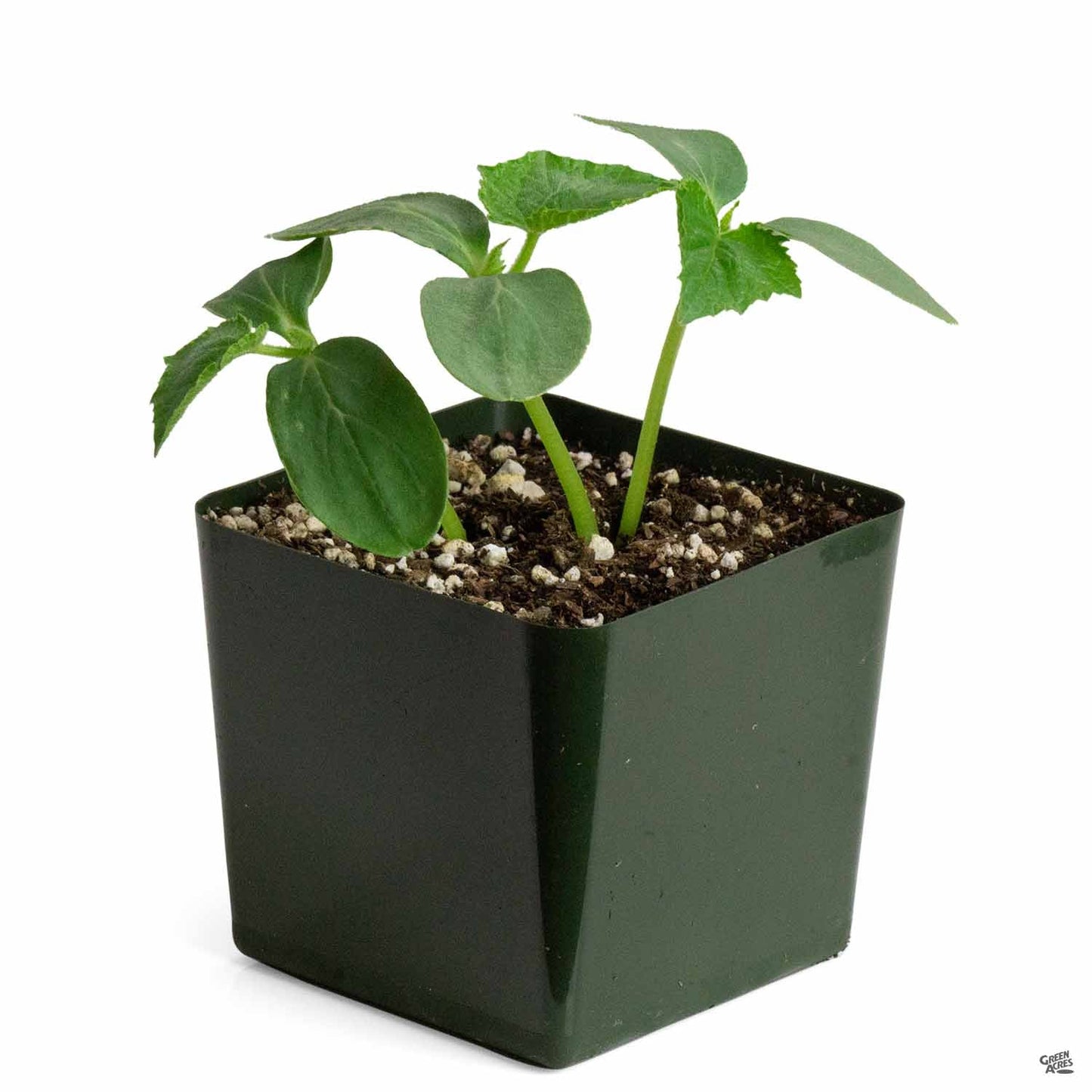 Cucumber 'Pickling Bush'