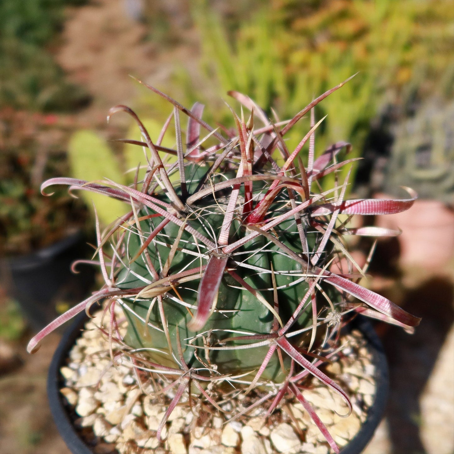 Devil's Tongue 'Ferocactus latispinus'