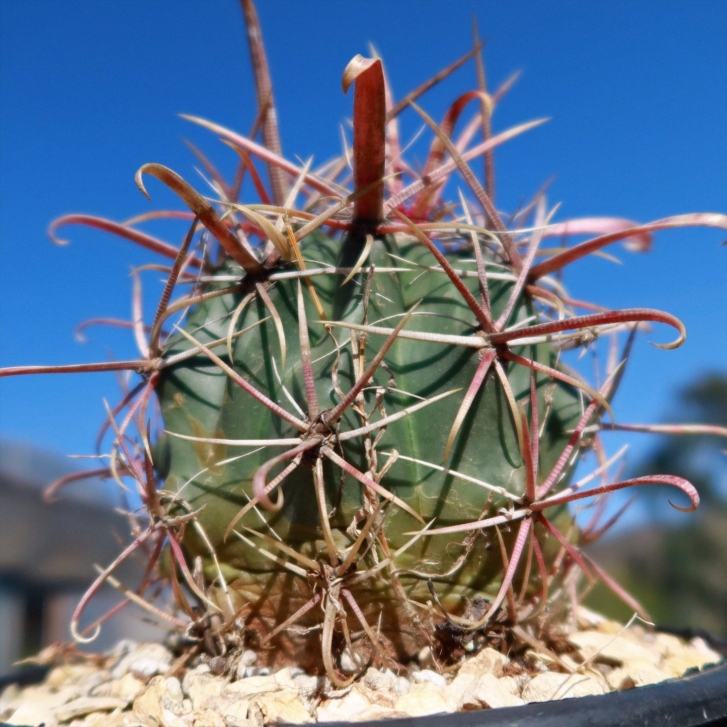 Devil's Tongue 'Ferocactus latispinus'