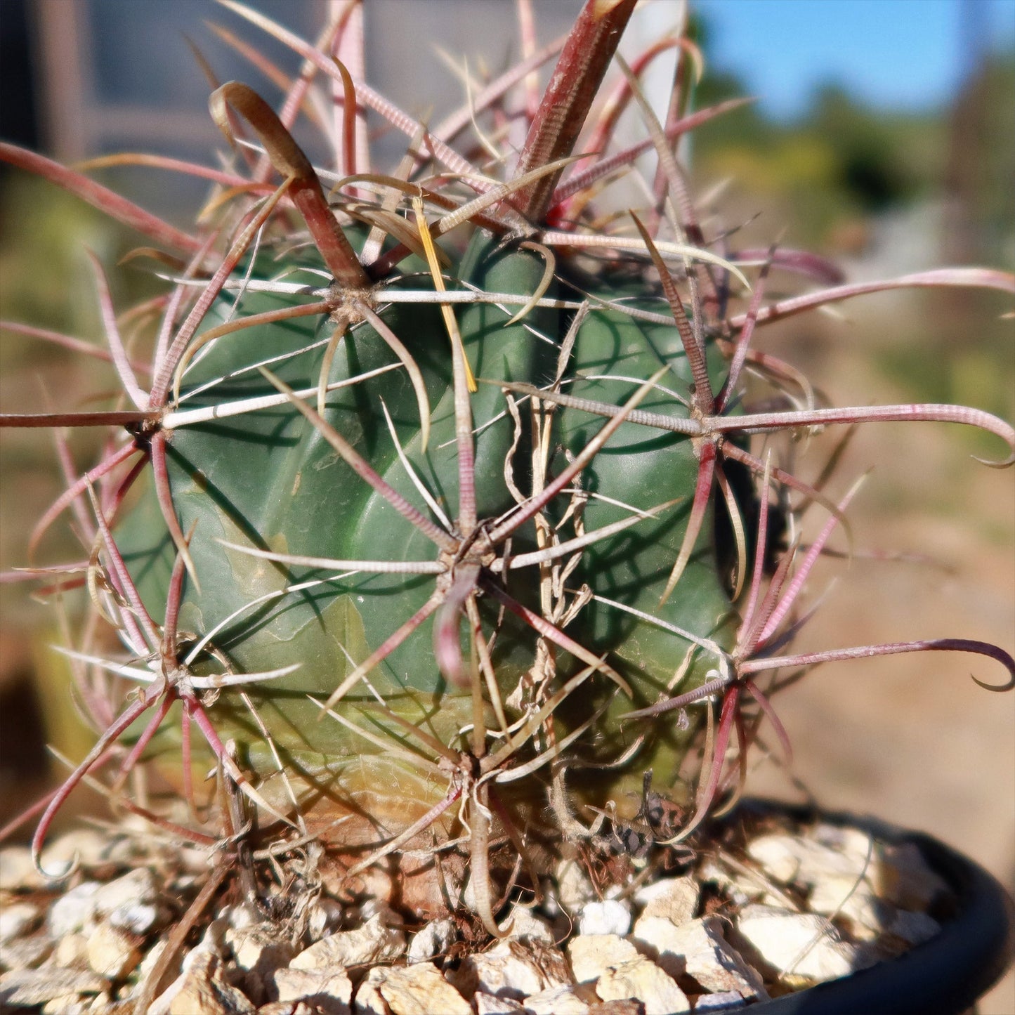 Devil's Tongue 'Ferocactus latispinus'