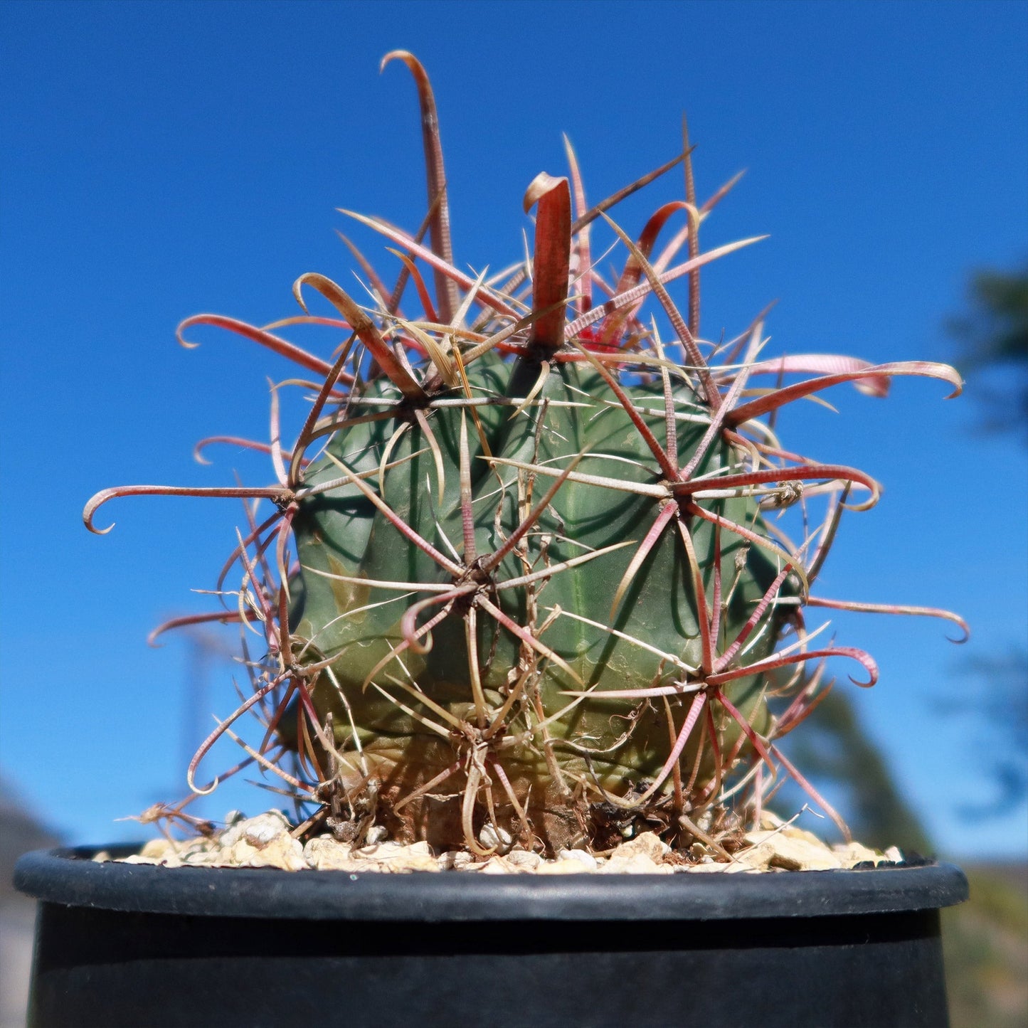 Devil's Tongue 'Ferocactus latispinus'