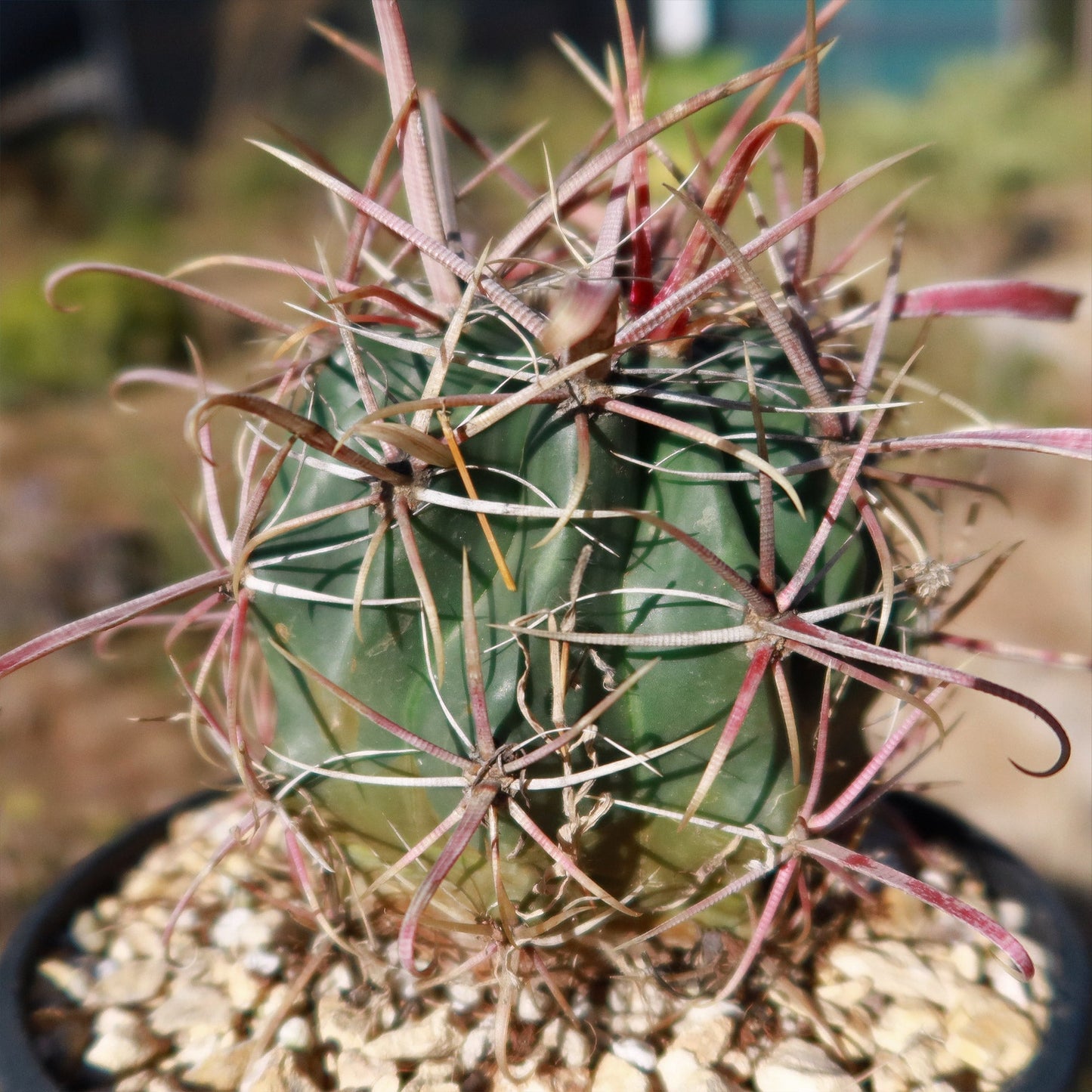 Devil's Tongue 'Ferocactus latispinus'