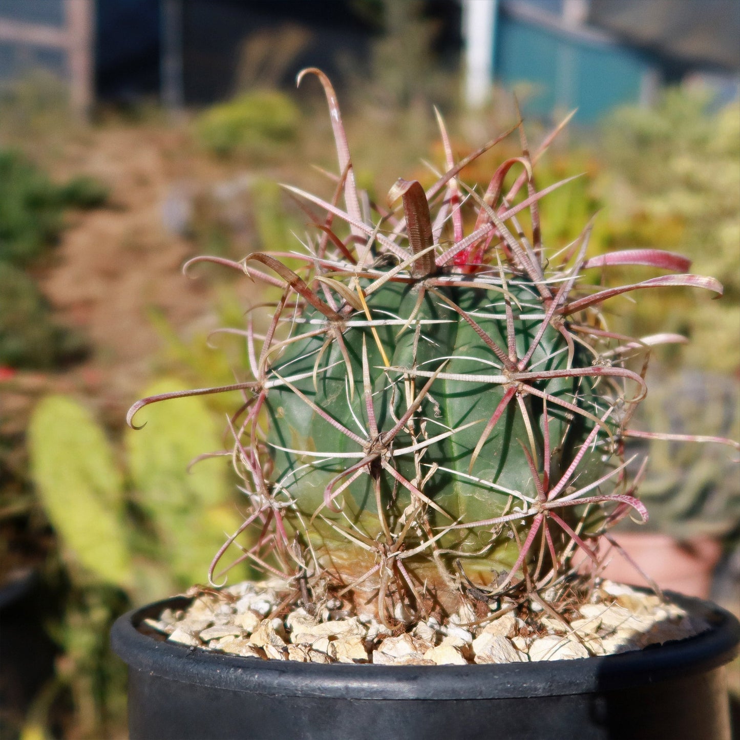 Devil's Tongue 'Ferocactus latispinus'