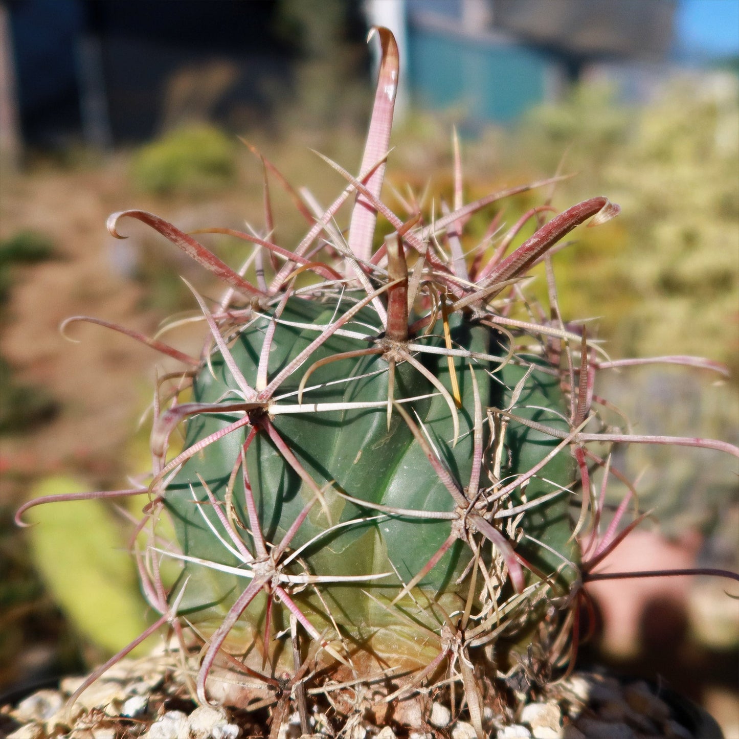 Devil's Tongue 'Ferocactus latispinus'