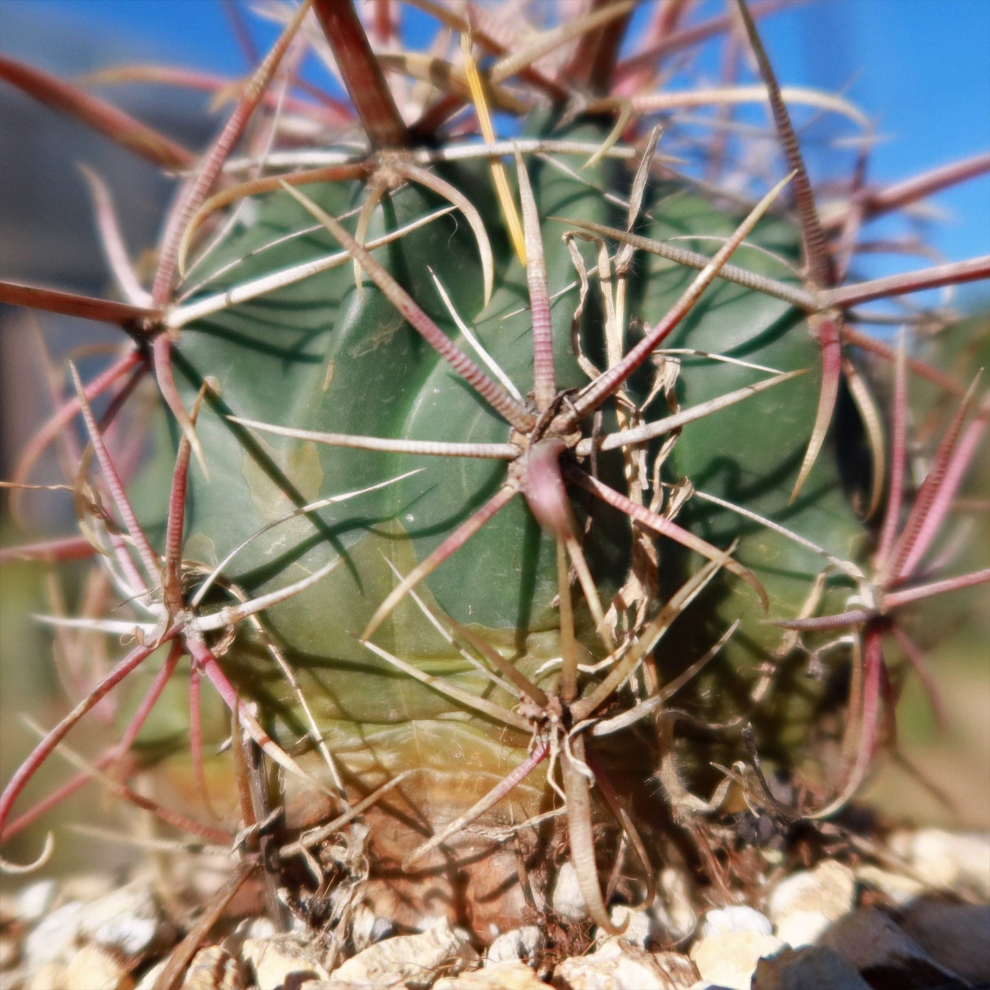Devil's Tongue 'Ferocactus latispinus'