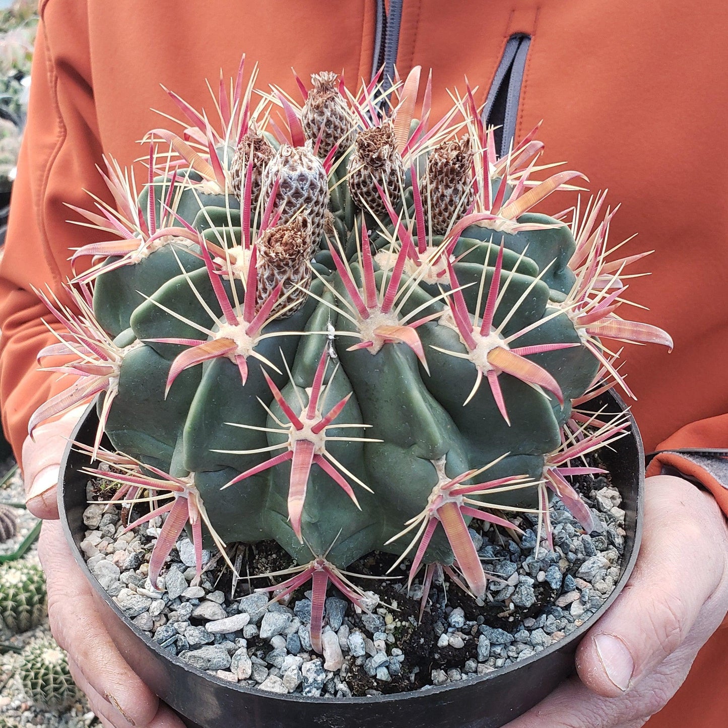 Devil's Tongue 'Ferocactus latispinus'