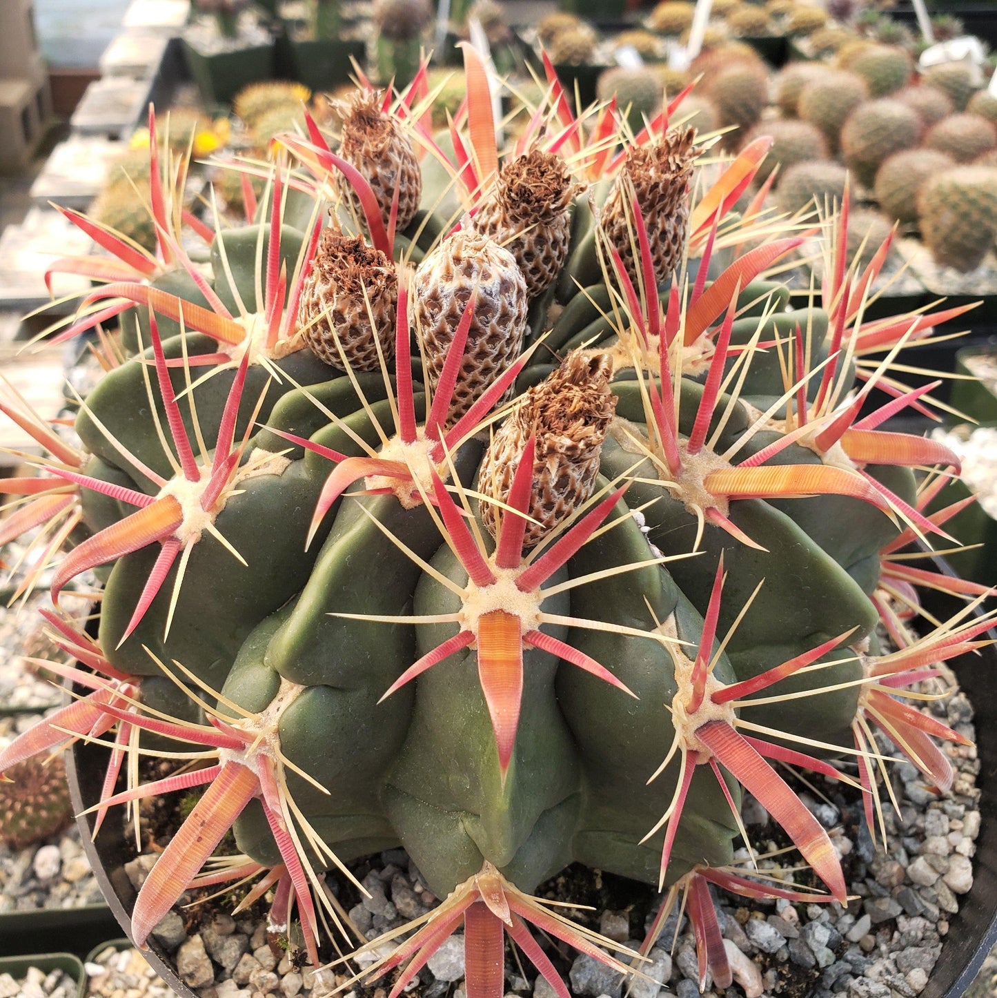 Devil's Tongue 'Ferocactus latispinus'
