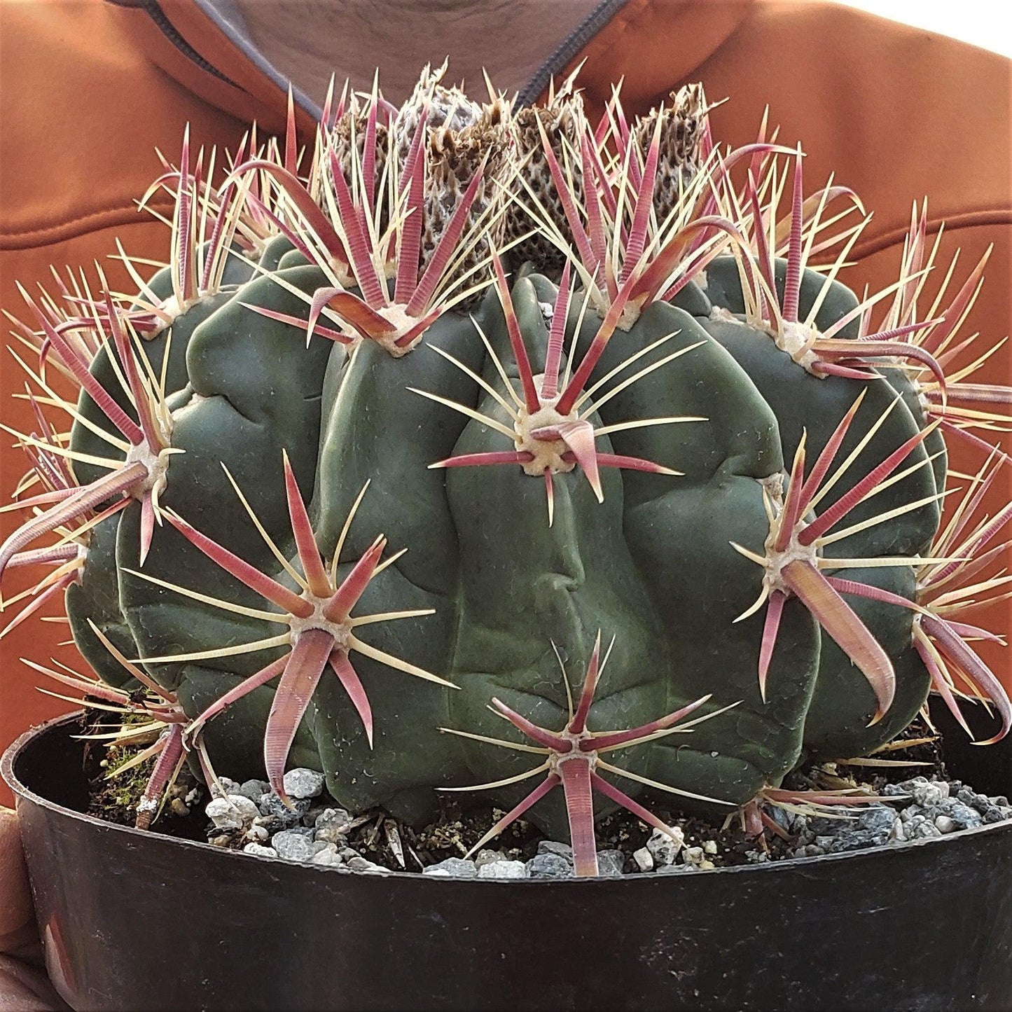 Devil's Tongue 'Ferocactus latispinus'
