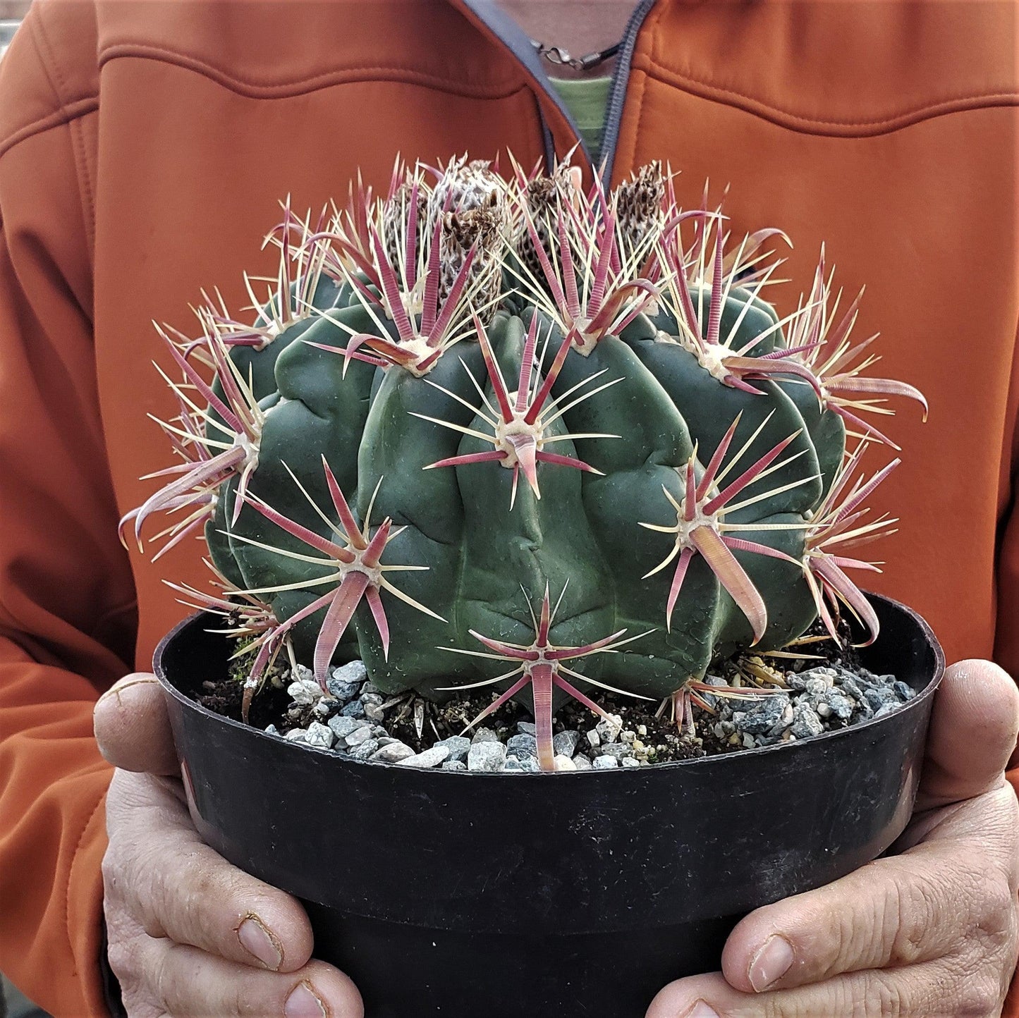 Devil's Tongue 'Ferocactus latispinus'