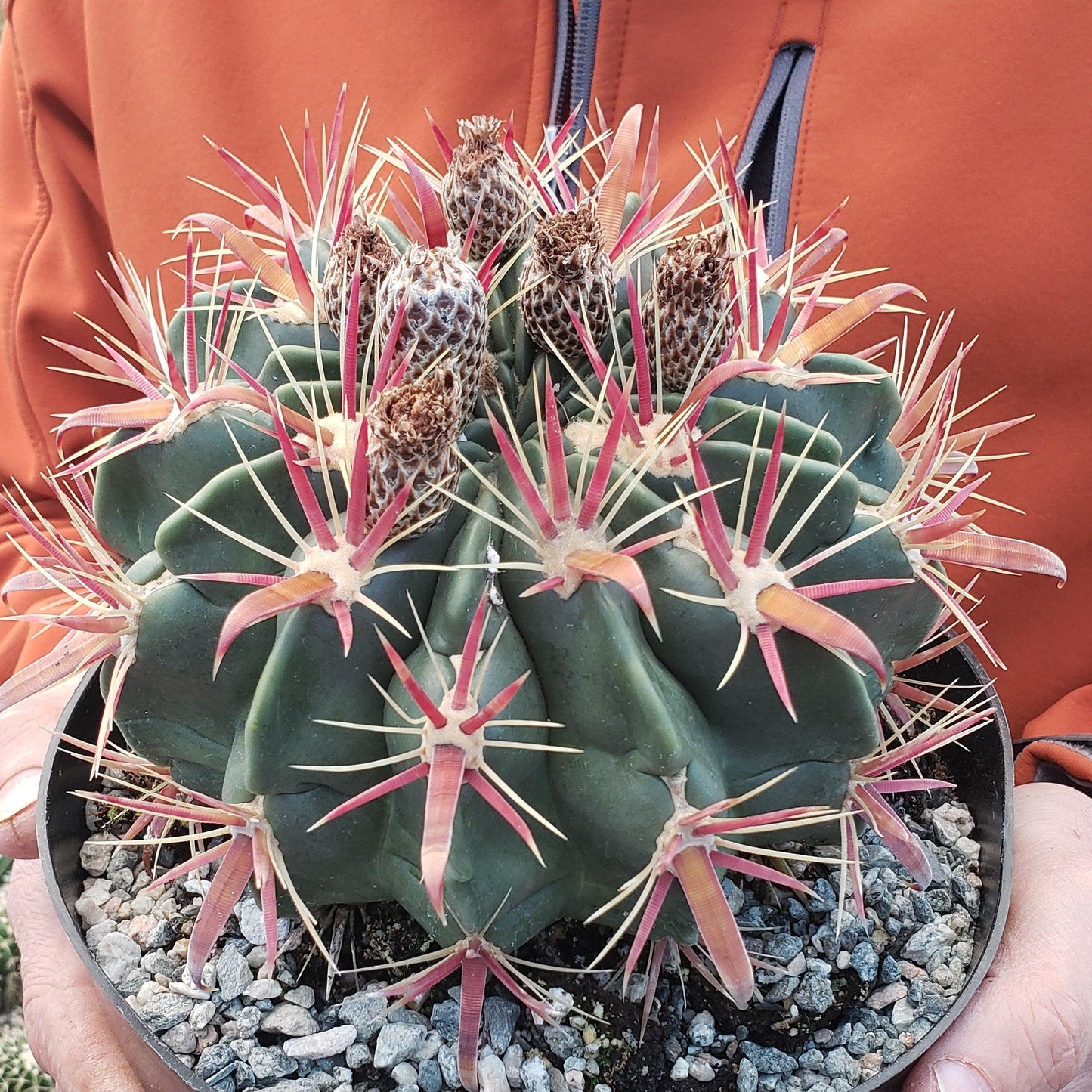 Devil's Tongue 'Ferocactus latispinus'