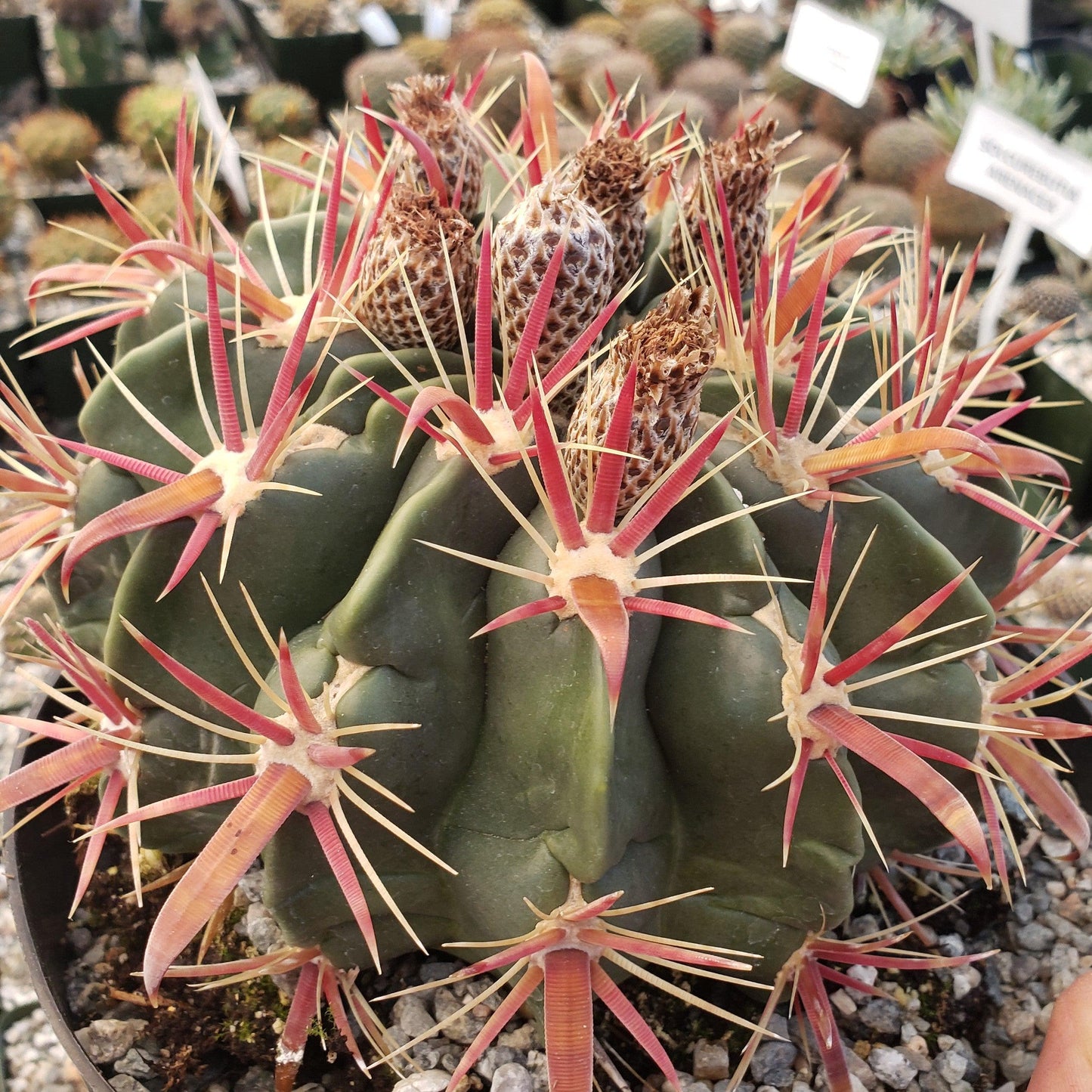 Devil's Tongue 'Ferocactus latispinus'
