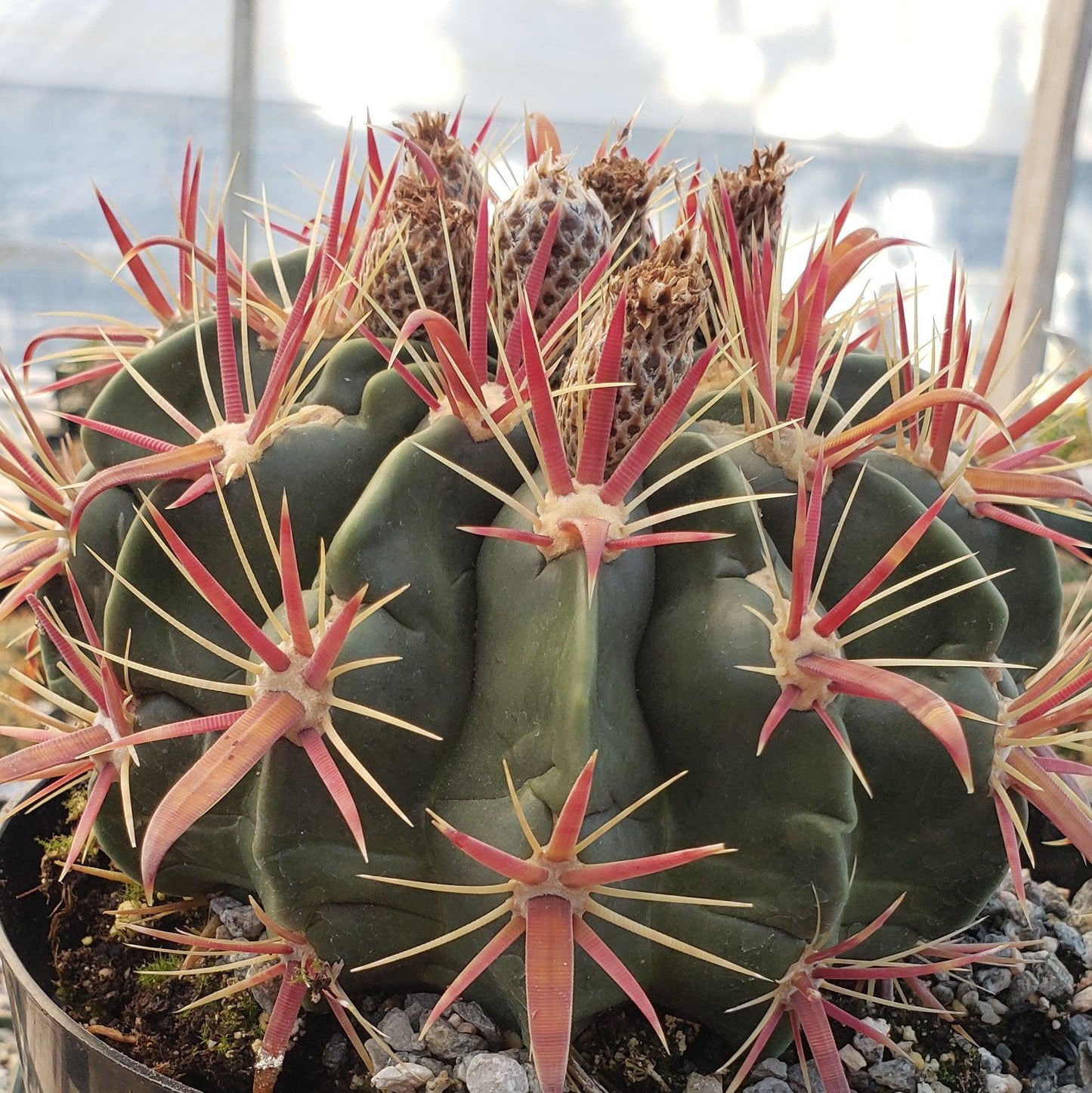Devil's Tongue 'Ferocactus latispinus'