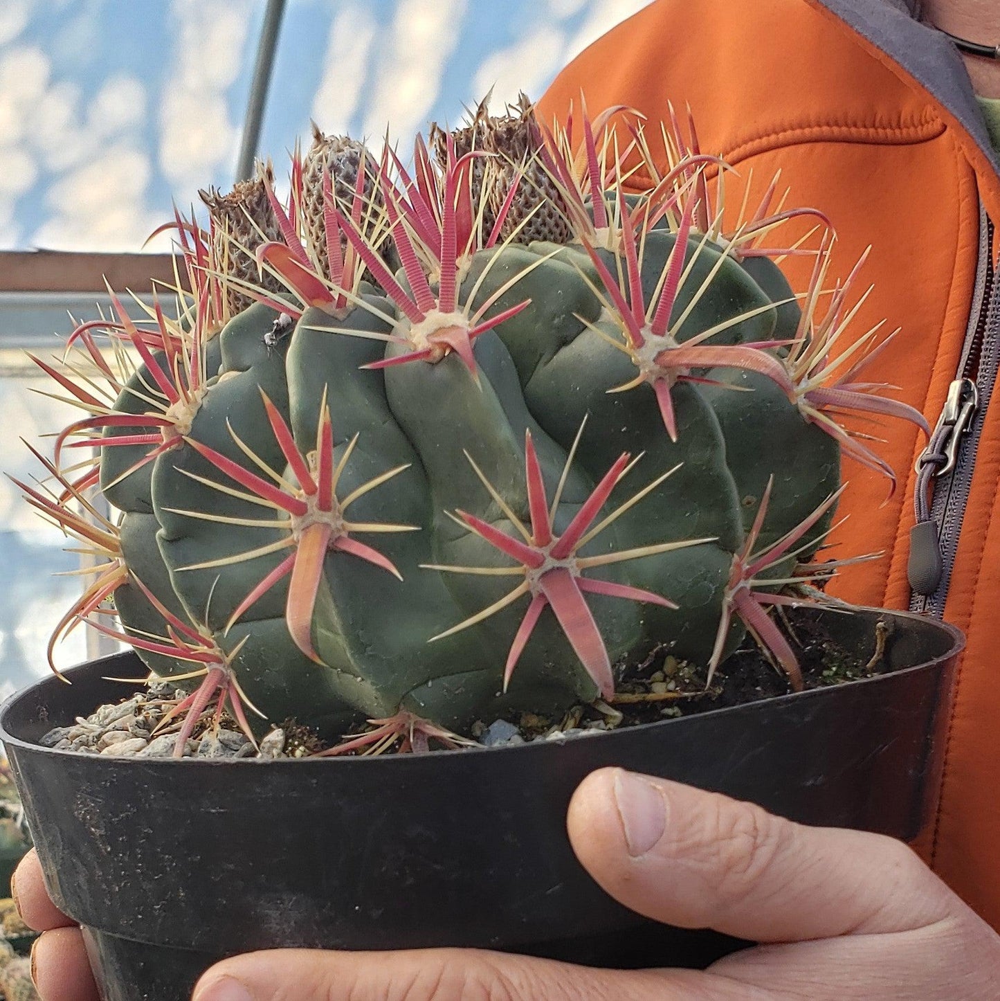 Devil's Tongue 'Ferocactus latispinus'