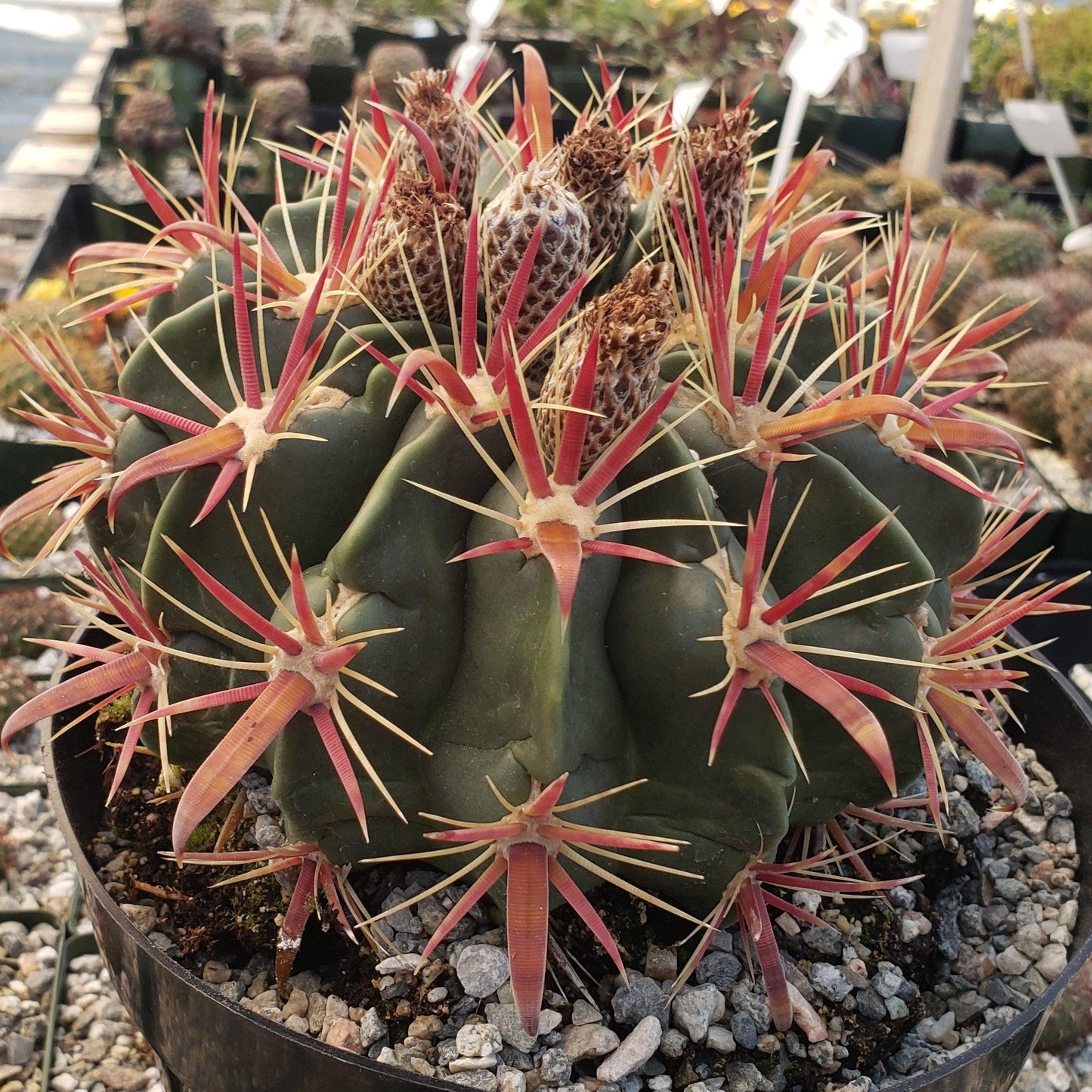 Devil's Tongue 'Ferocactus latispinus'