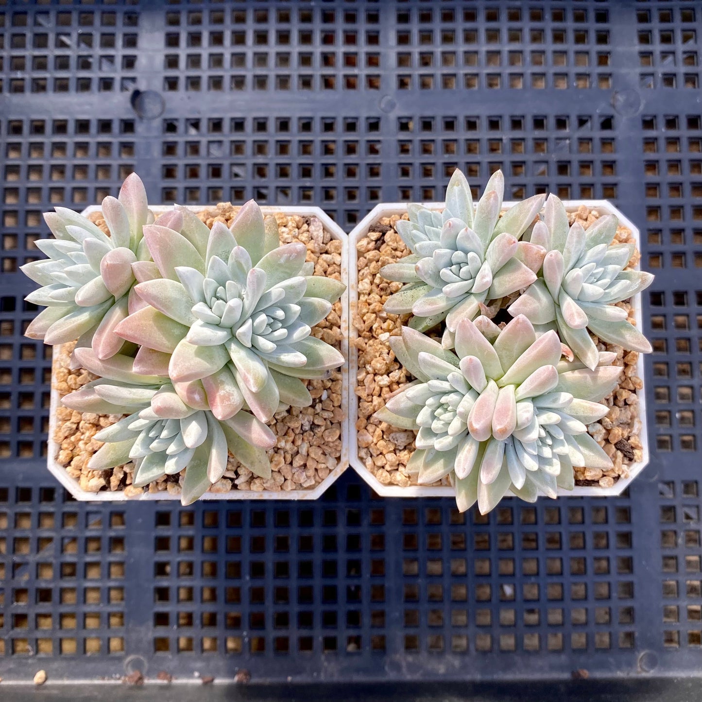 Dudleya greenei/white sprite