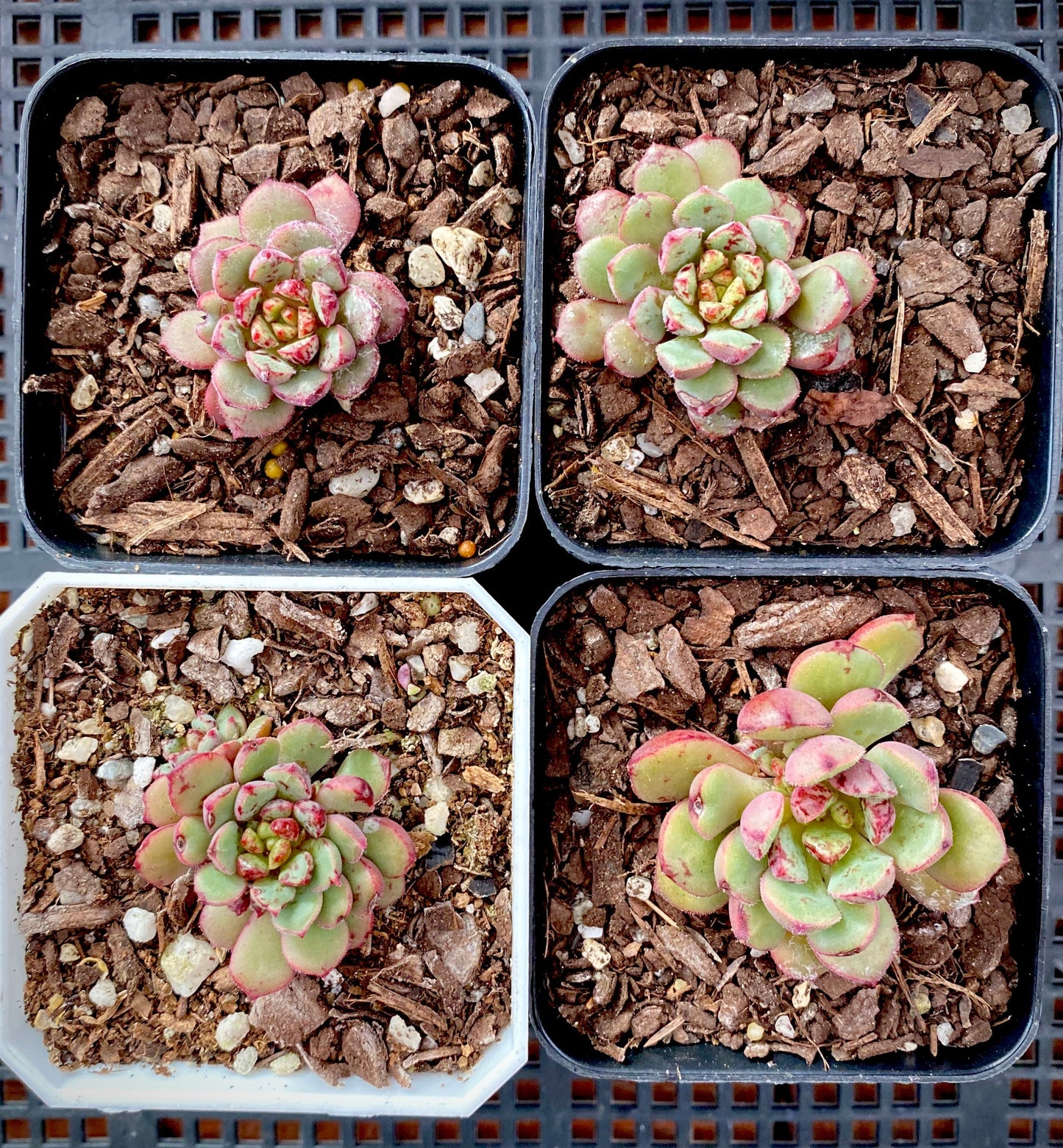 Echeveria Nocturn