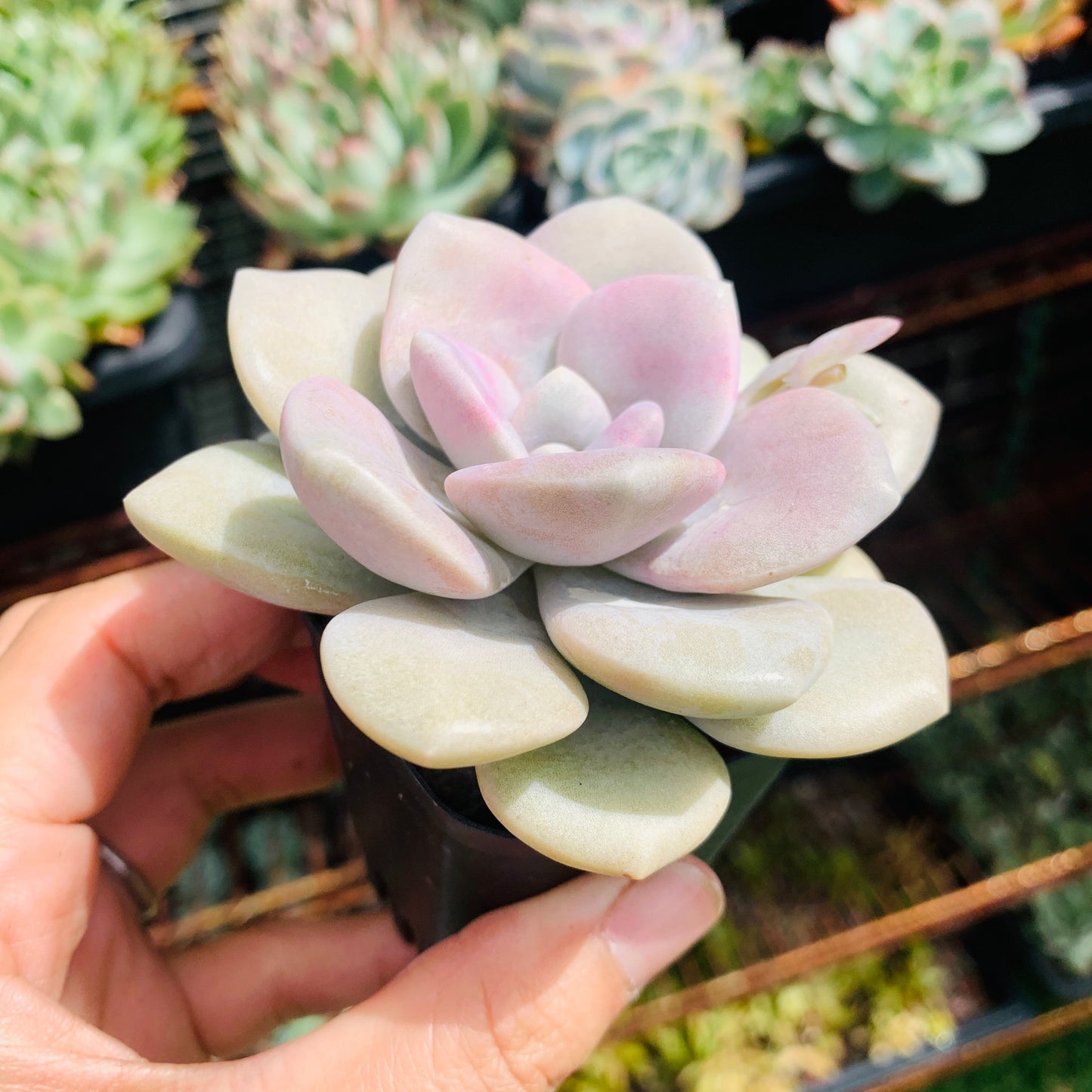 Graptopetalum Roma 三色诺玛