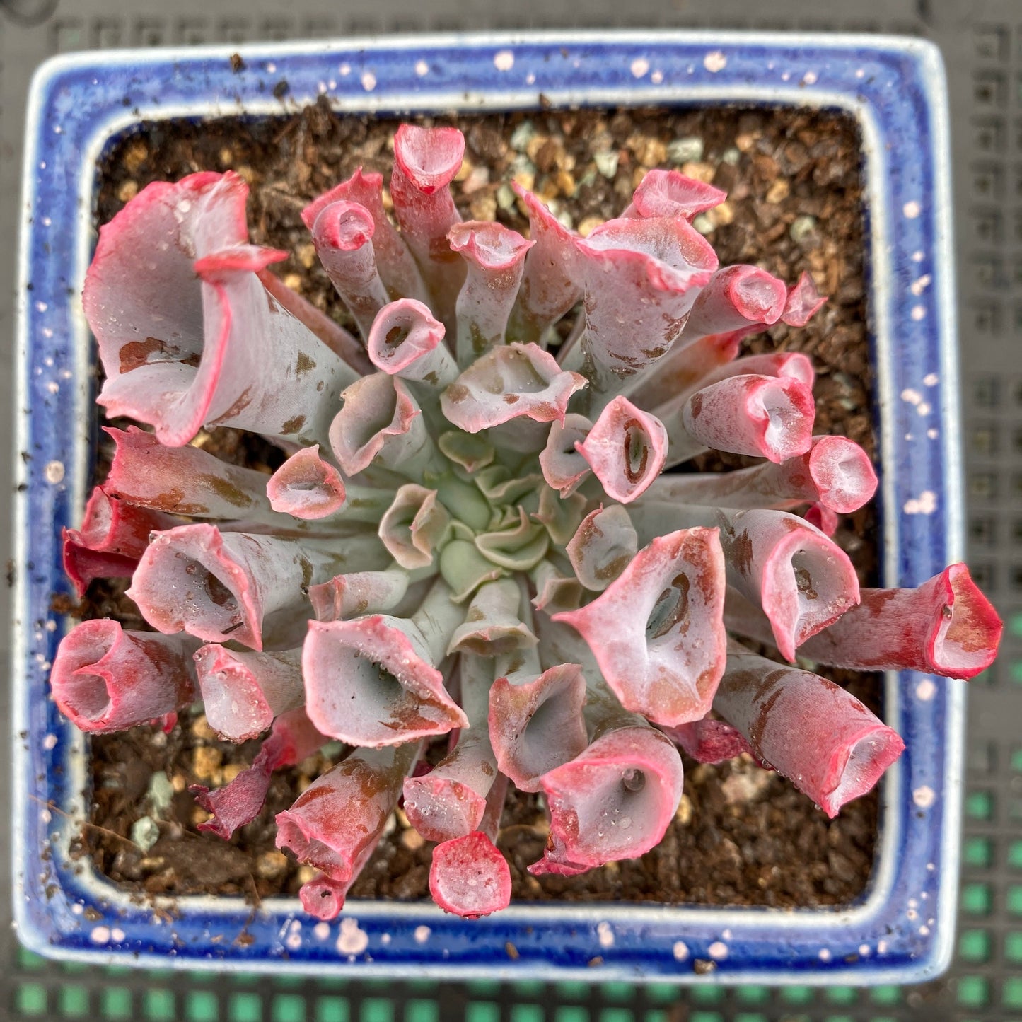 Echeveria trumpet pinky