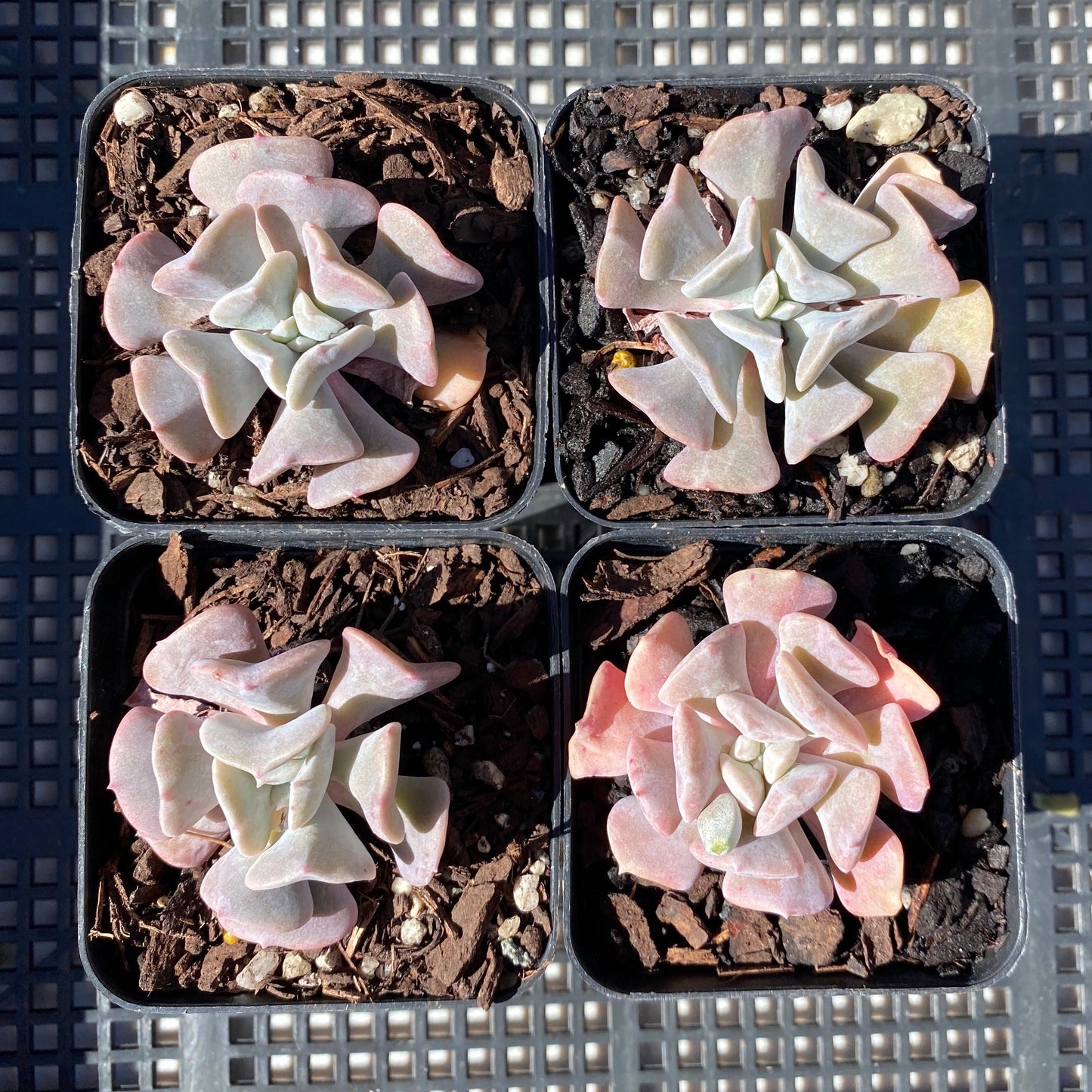 Echeveria cubic frost