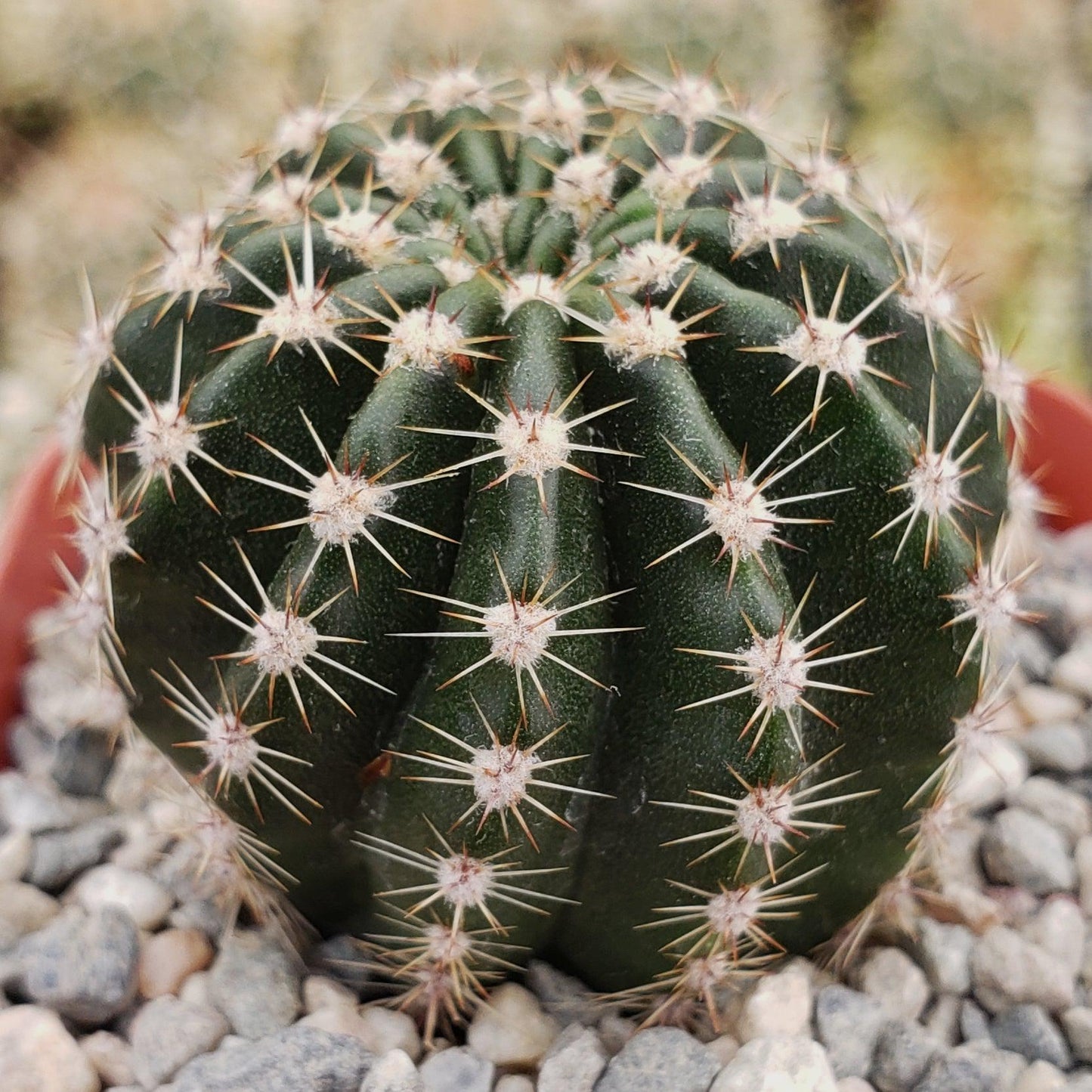 Easter Lily Cactus 'Echinopsis oxygona'