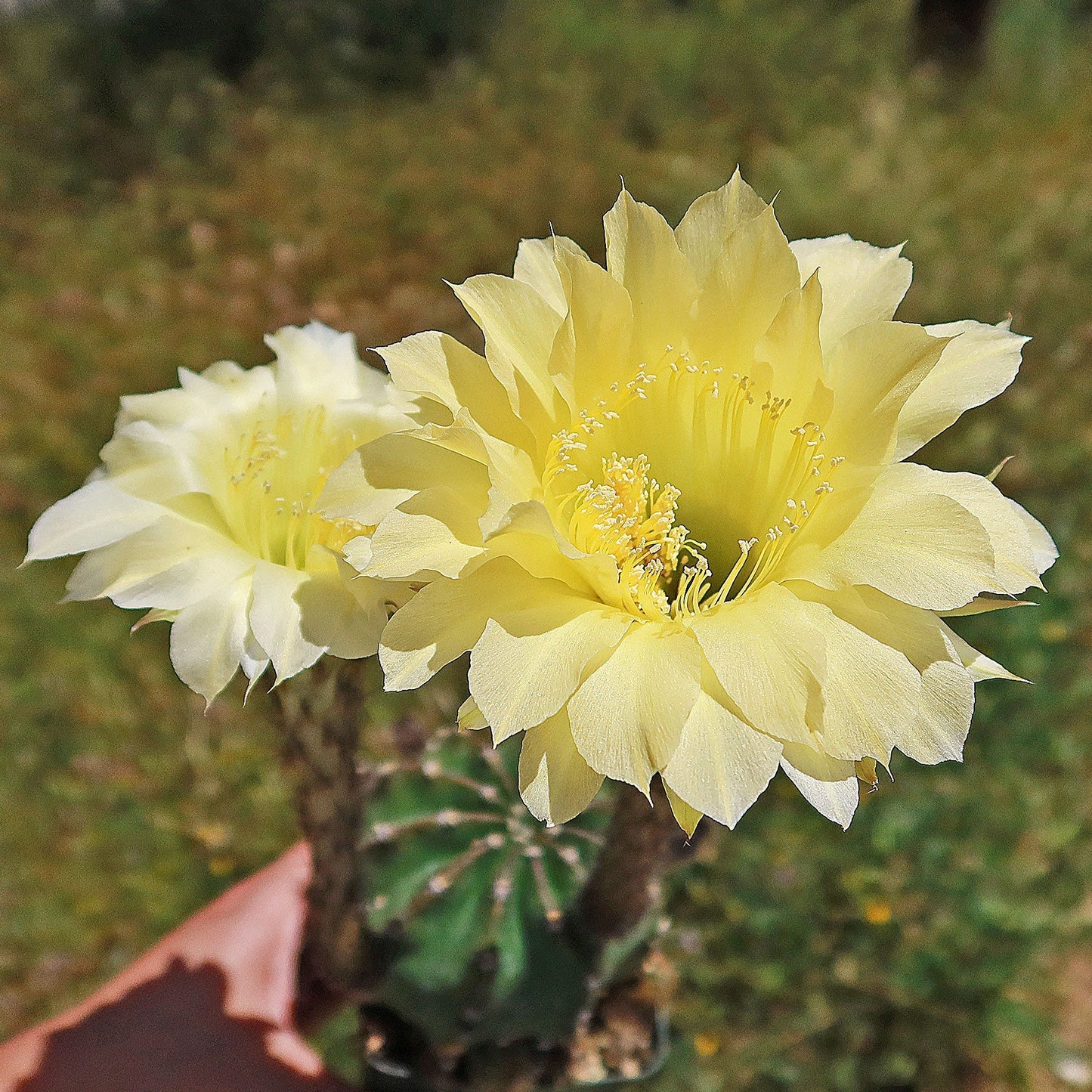 Easter Lily Cactus 'Echinopsis oxygona'