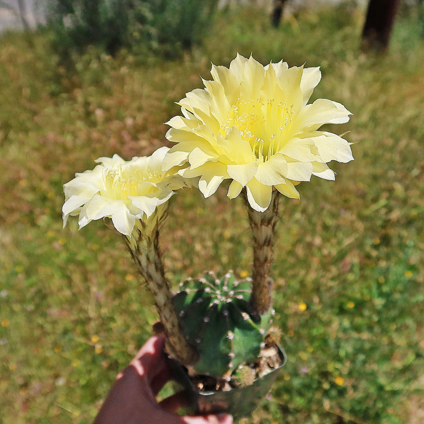 Easter Lily Cactus 'Echinopsis oxygona'