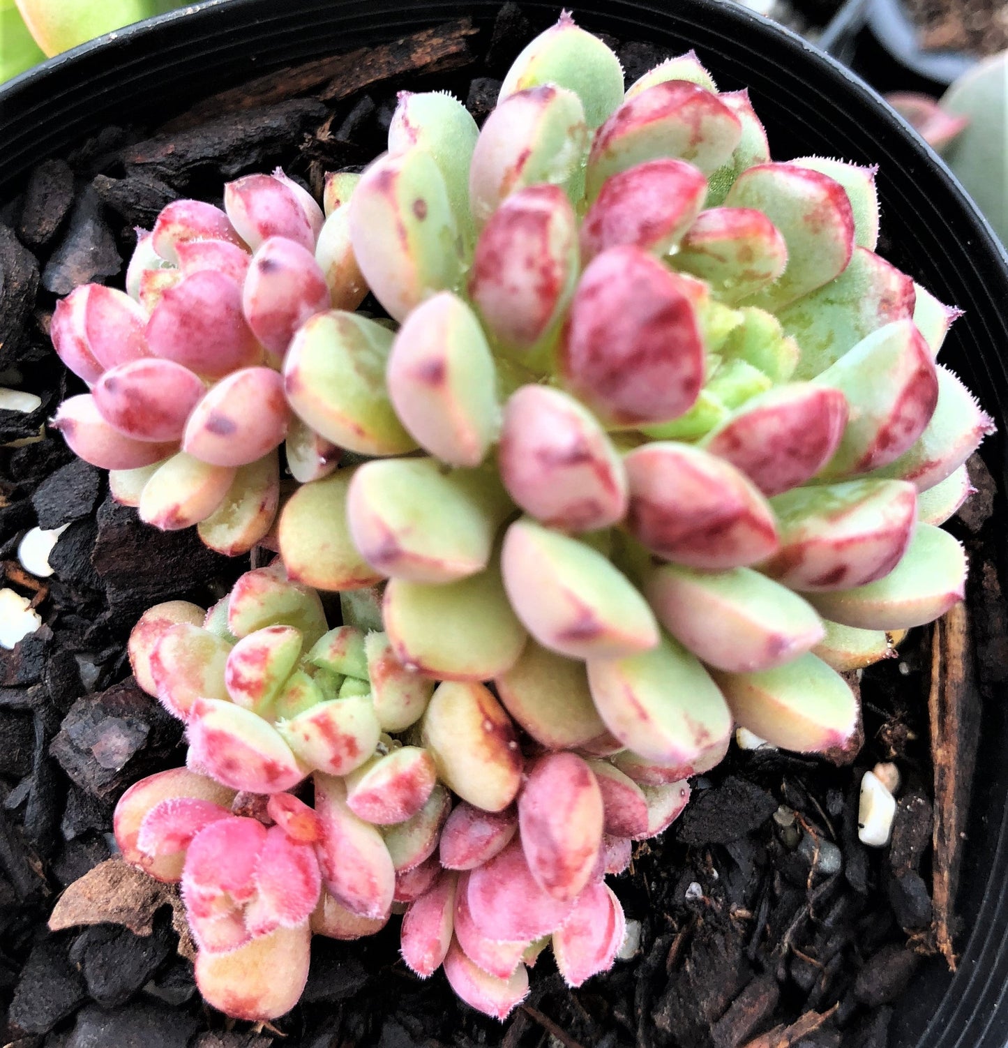Echeveria Nocturn