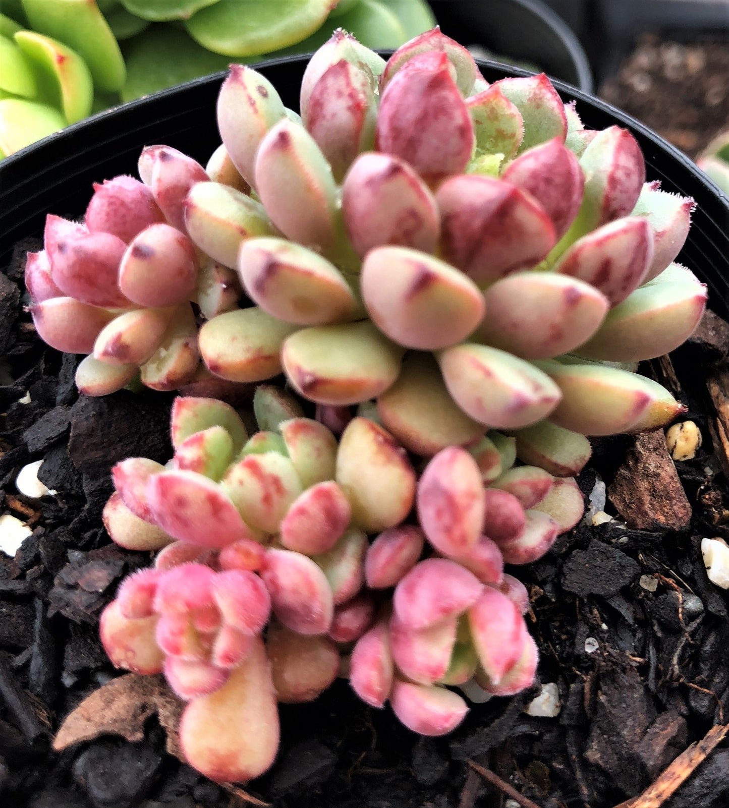 Echeveria Nocturn
