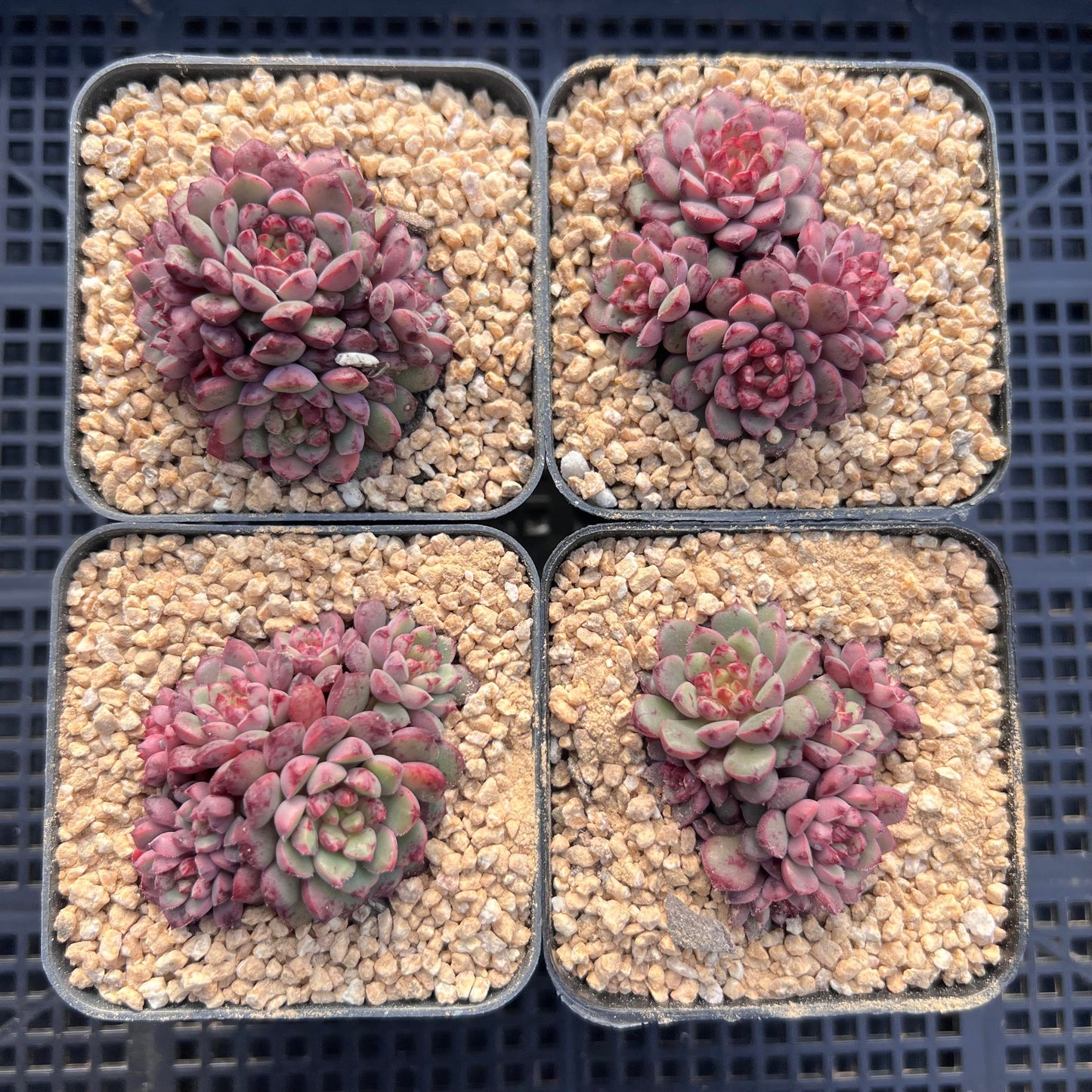 Echeveria Nocturn