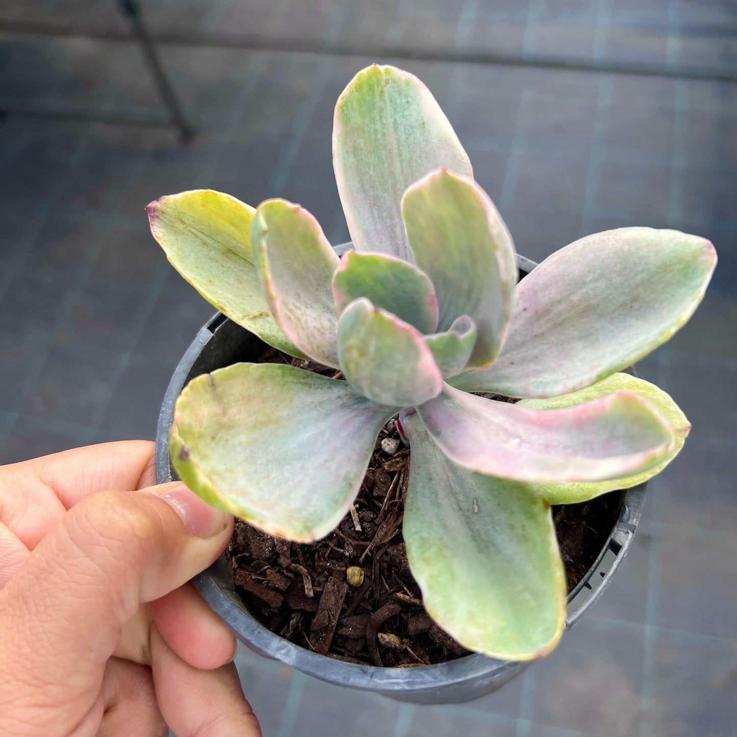 Echeveria Decora