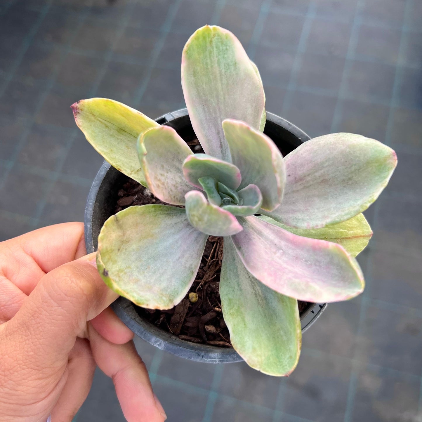 Echeveria Decora