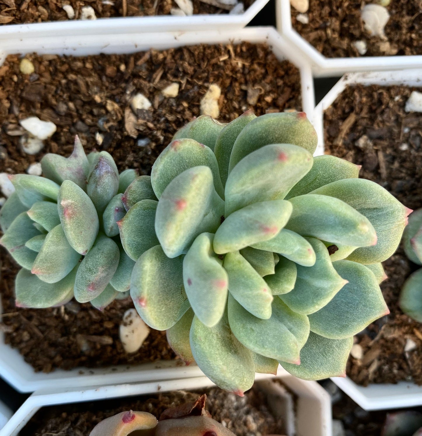 Echeveria Green Apple