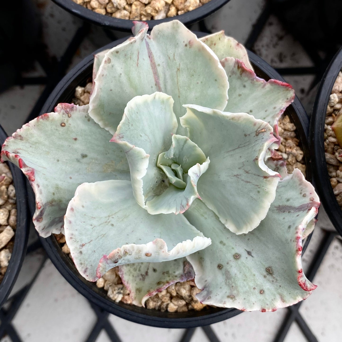 Echeveria Jippon Moon River