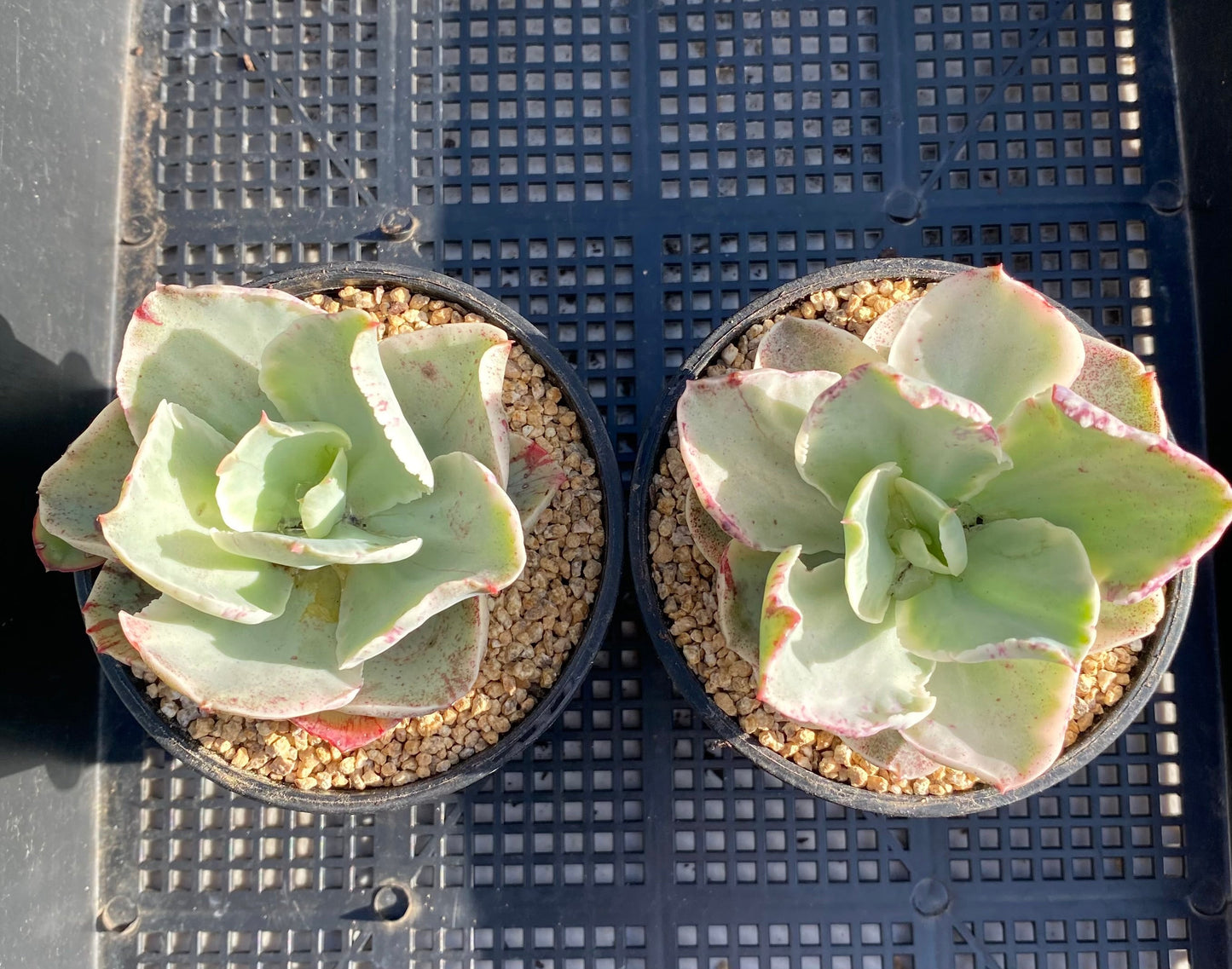 Echeveria Jippon Moon River
