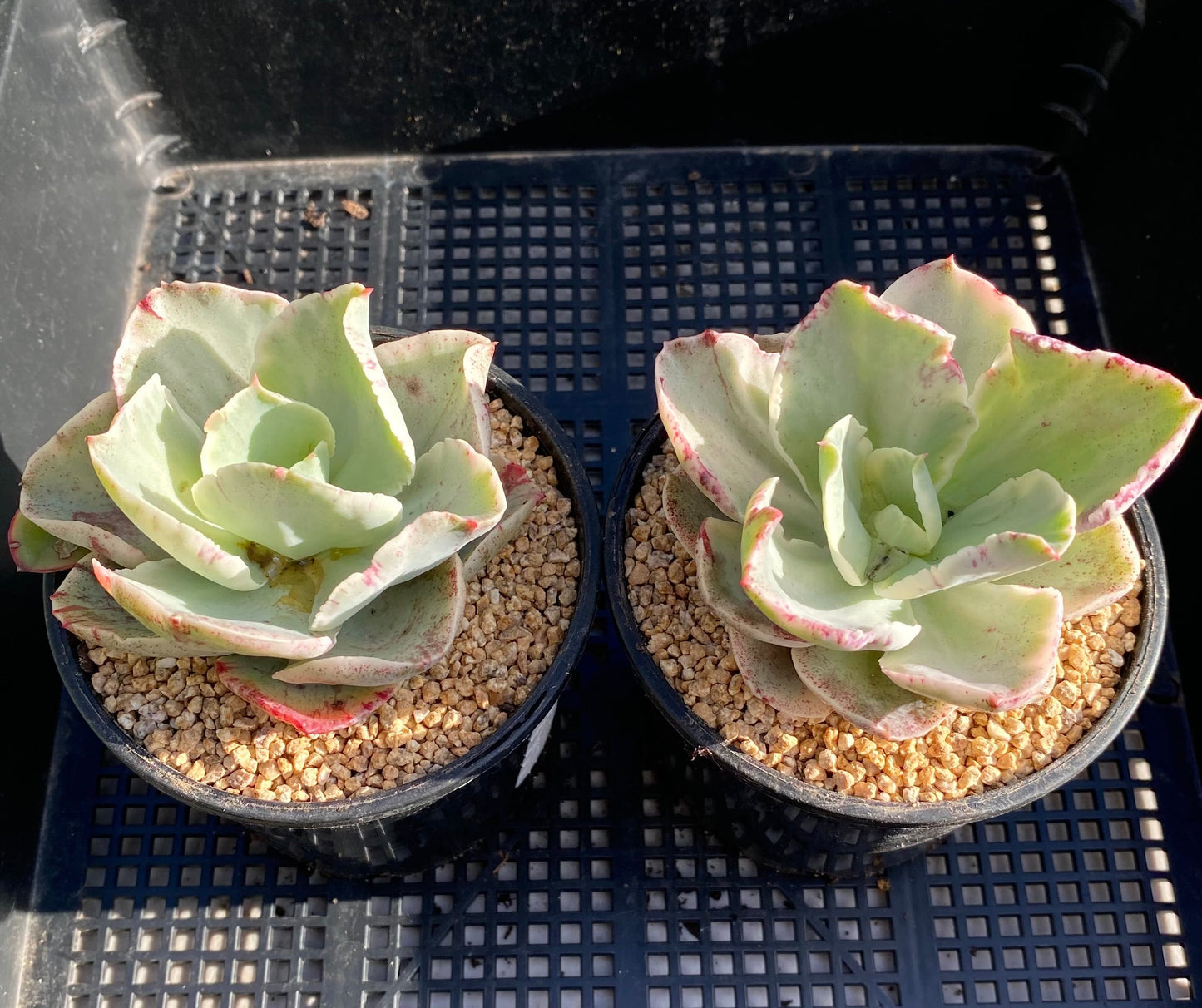Echeveria Jippon Moon River