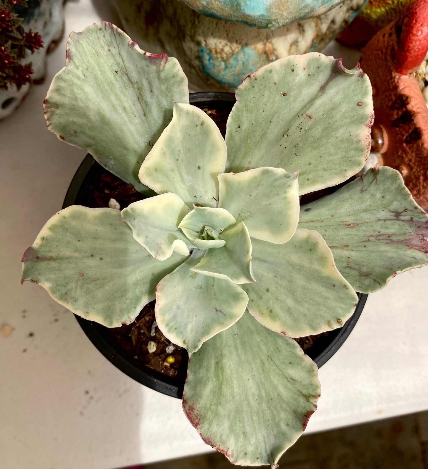Echeveria Jippon Moon River