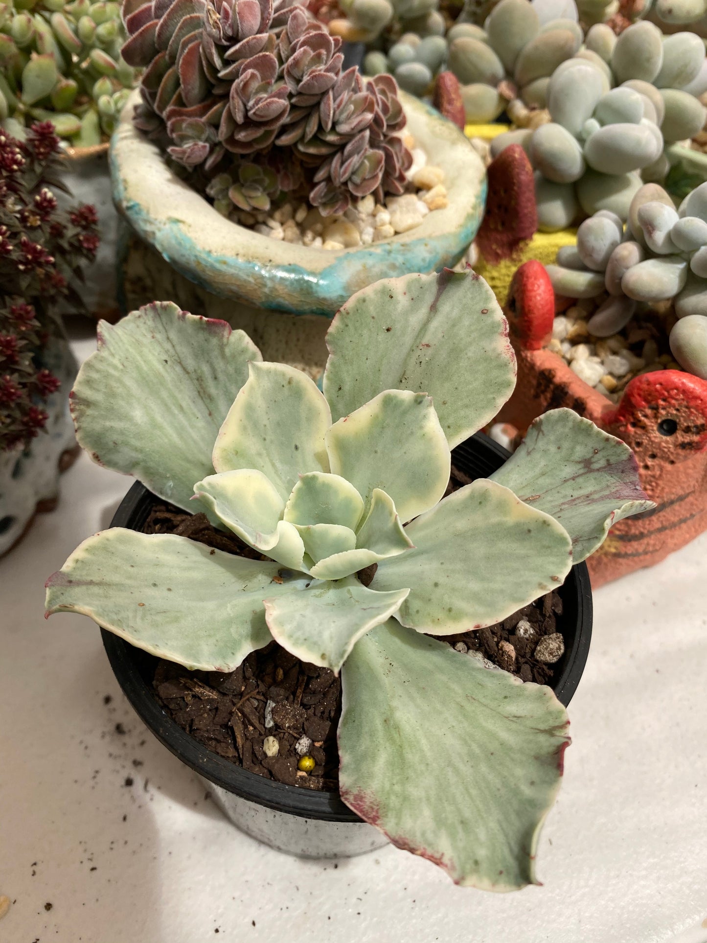 Echeveria Jippon Moon River
