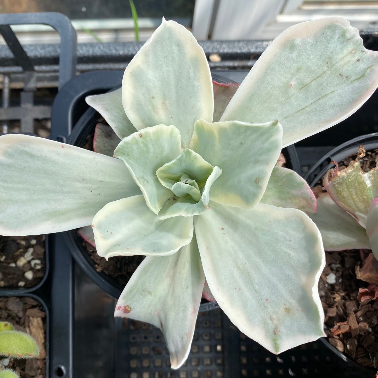 Echeveria Jippon Moon River