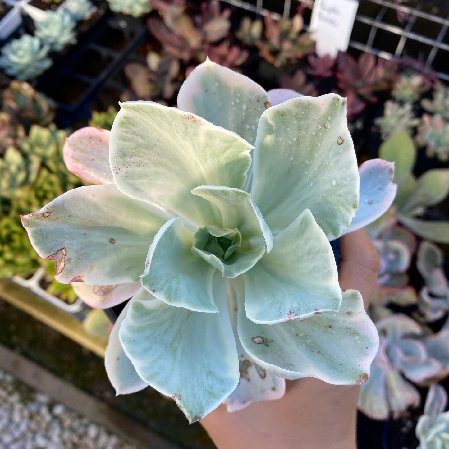 Echeveria Jippon Moon River