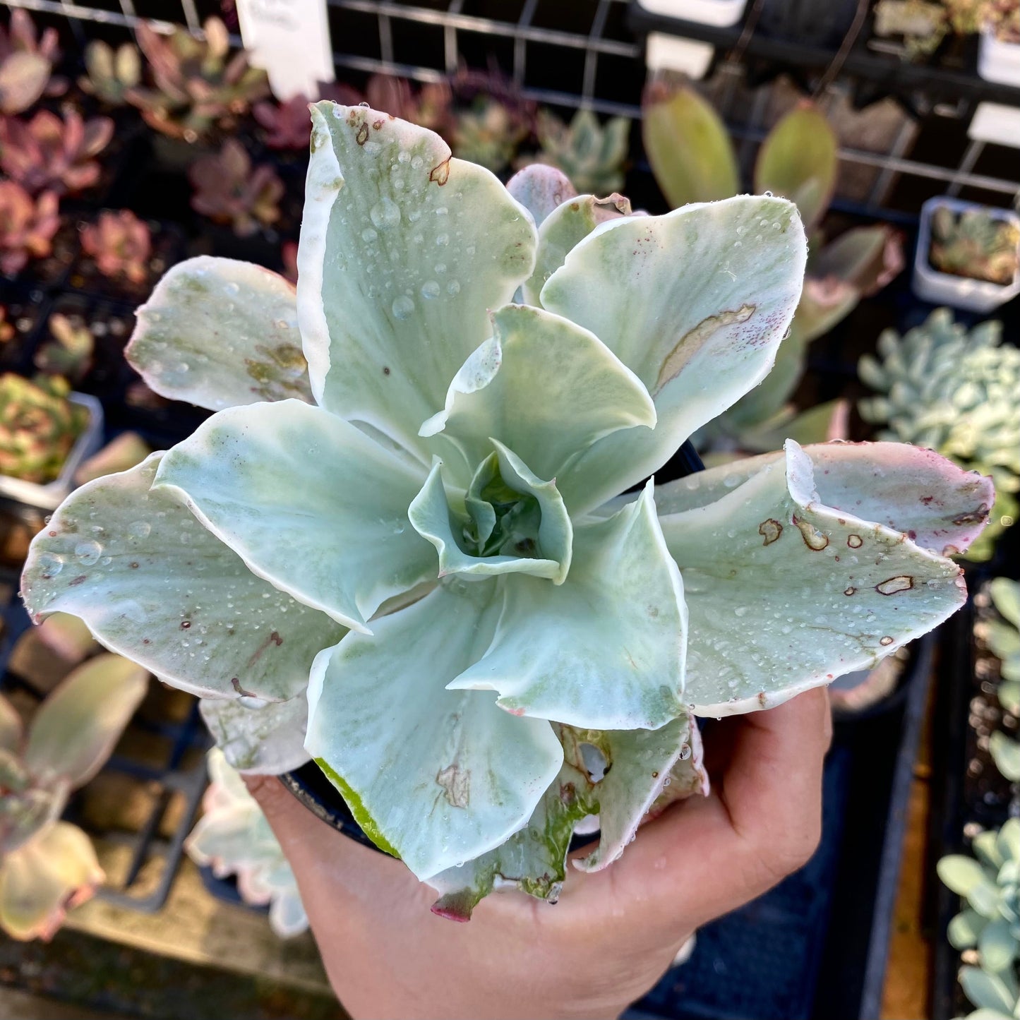 Echeveria Jippon Moon River