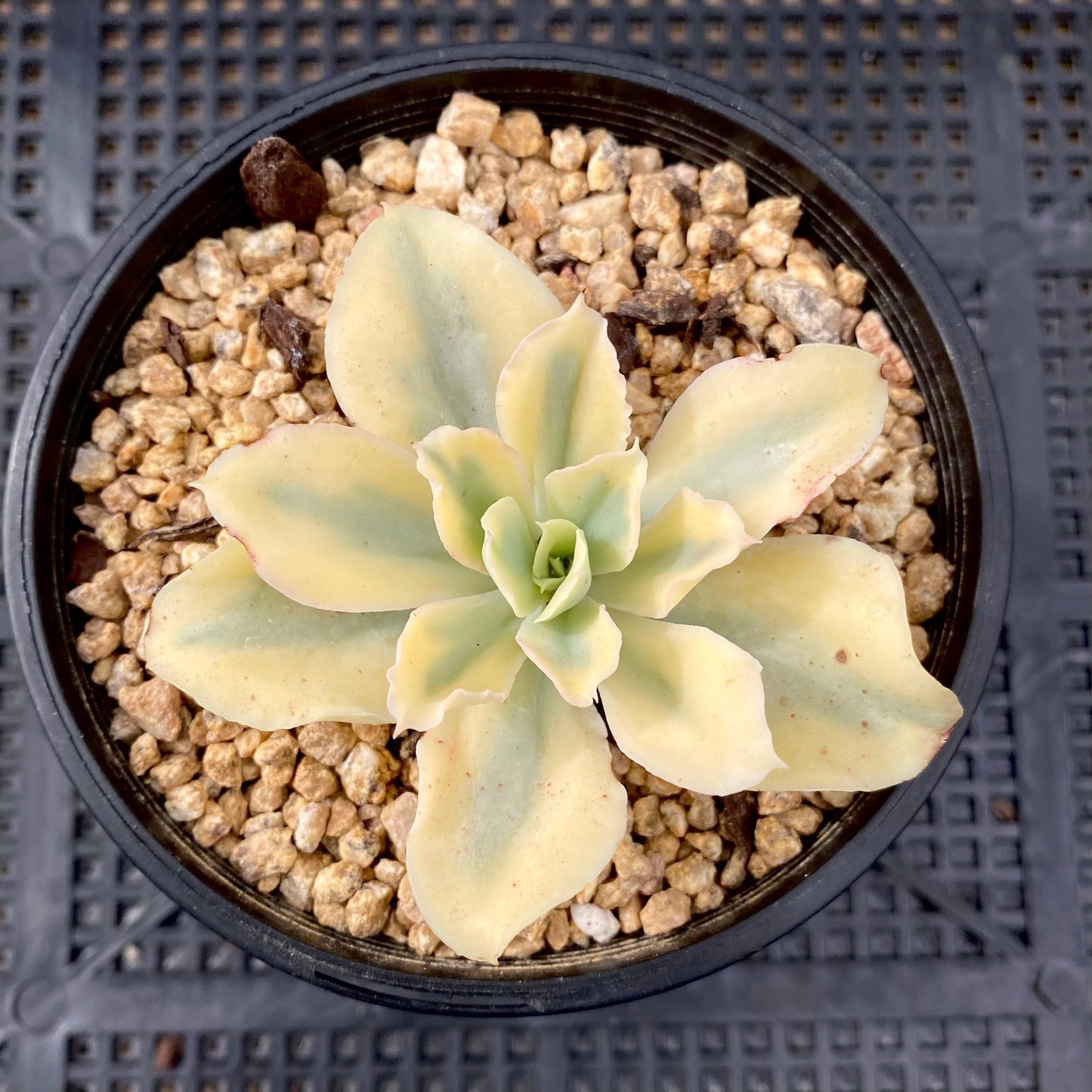 Echeveria Jippon Moon River